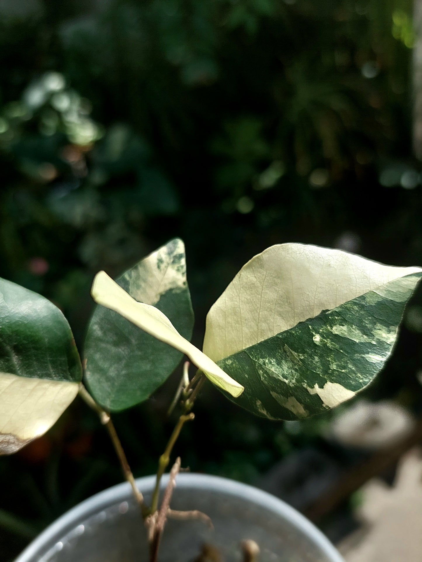 Variegated Pre-Bonsai Wild Ecotype - Amazon Plants Peru NO ID 001 (EXACT PLANT)