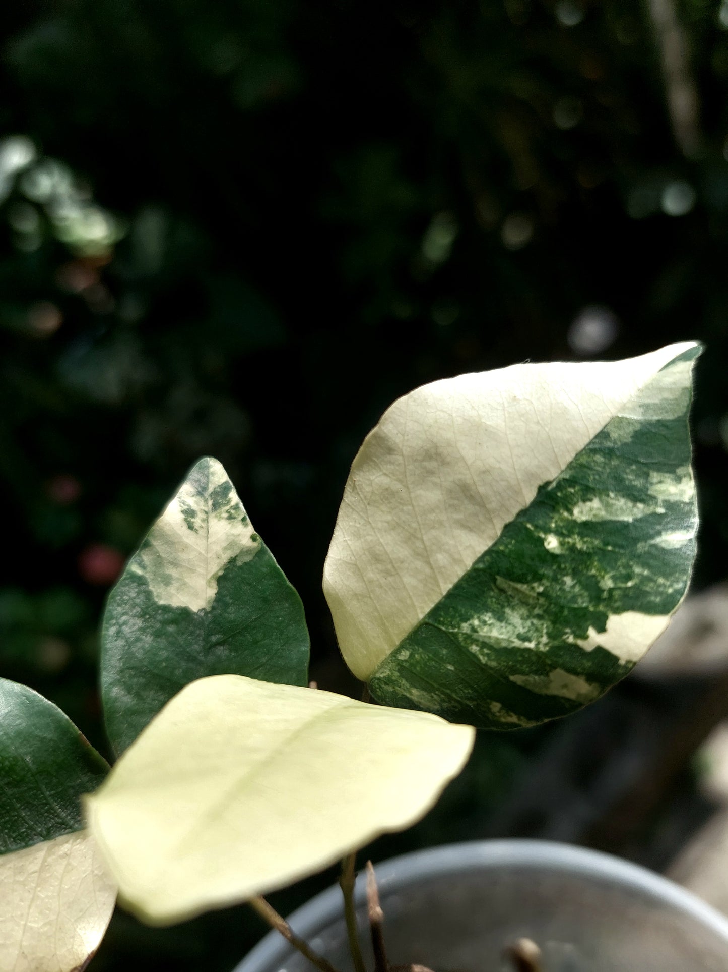 Variegated Pre-Bonsai Wild Ecotype - Amazon Plants Peru NO ID 001 (EXACT PLANT)