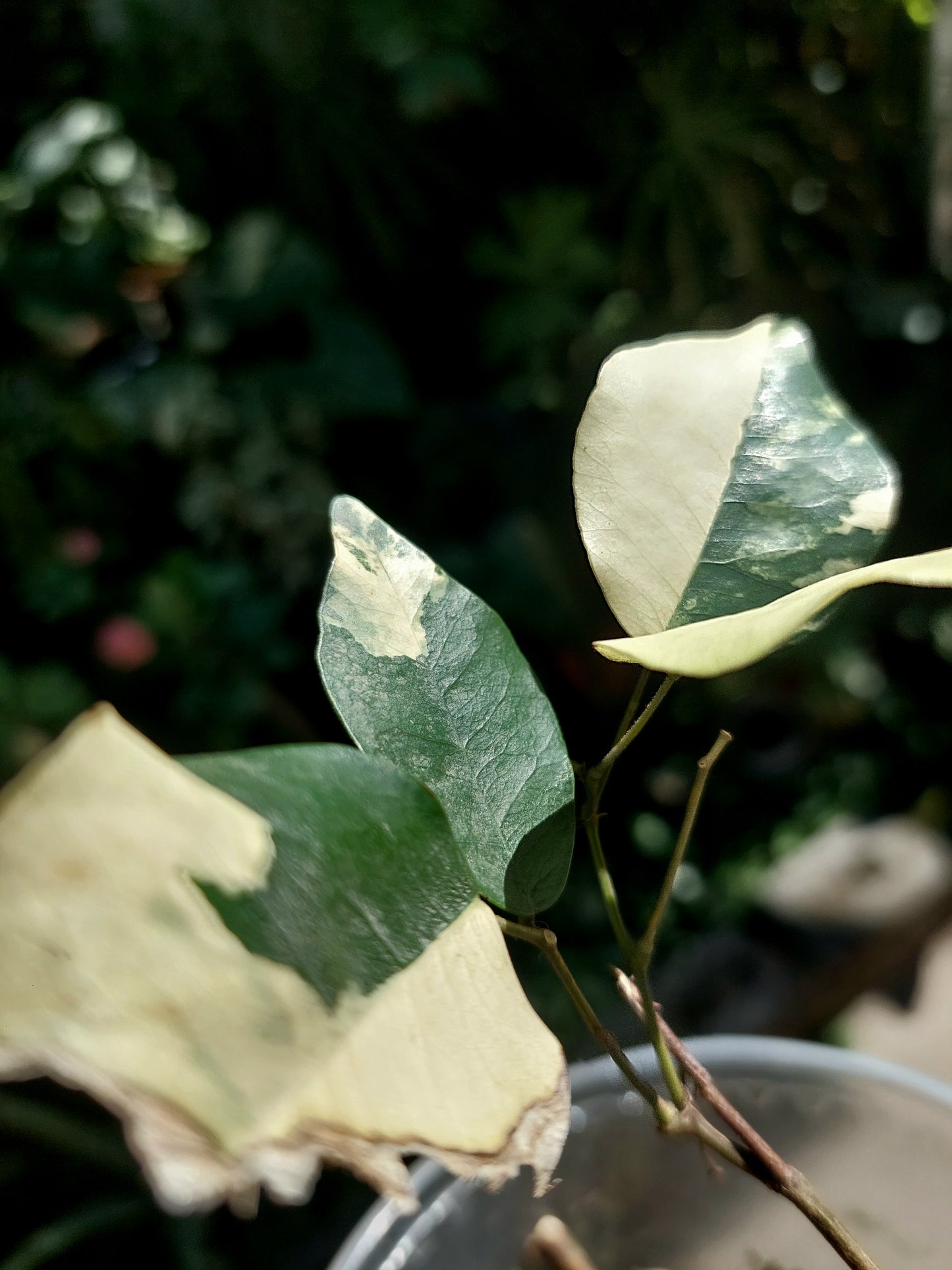 Variegated Pre-Bonsai Wild Ecotype - Amazon Plants Peru NO ID 001 (EXACT PLANT)