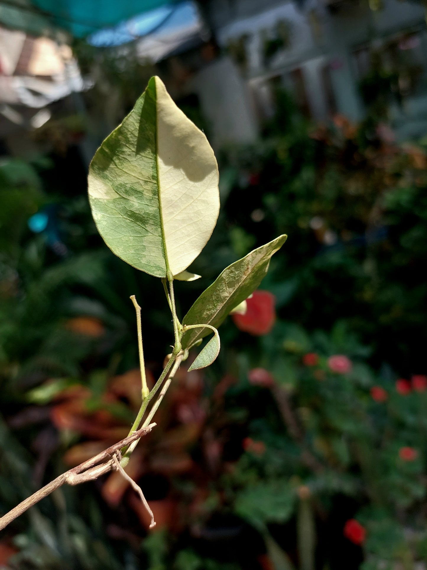 Variegated Pre-Bonsai Wild Ecotype - Amazon Plants Peru NO ID 001 (EXACT PLANT)