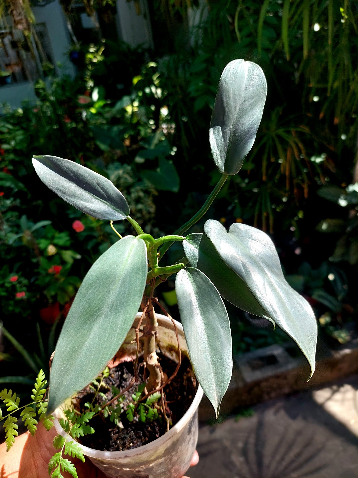 Philodendron Hastatum Silver Sword (EXACT PLANT)