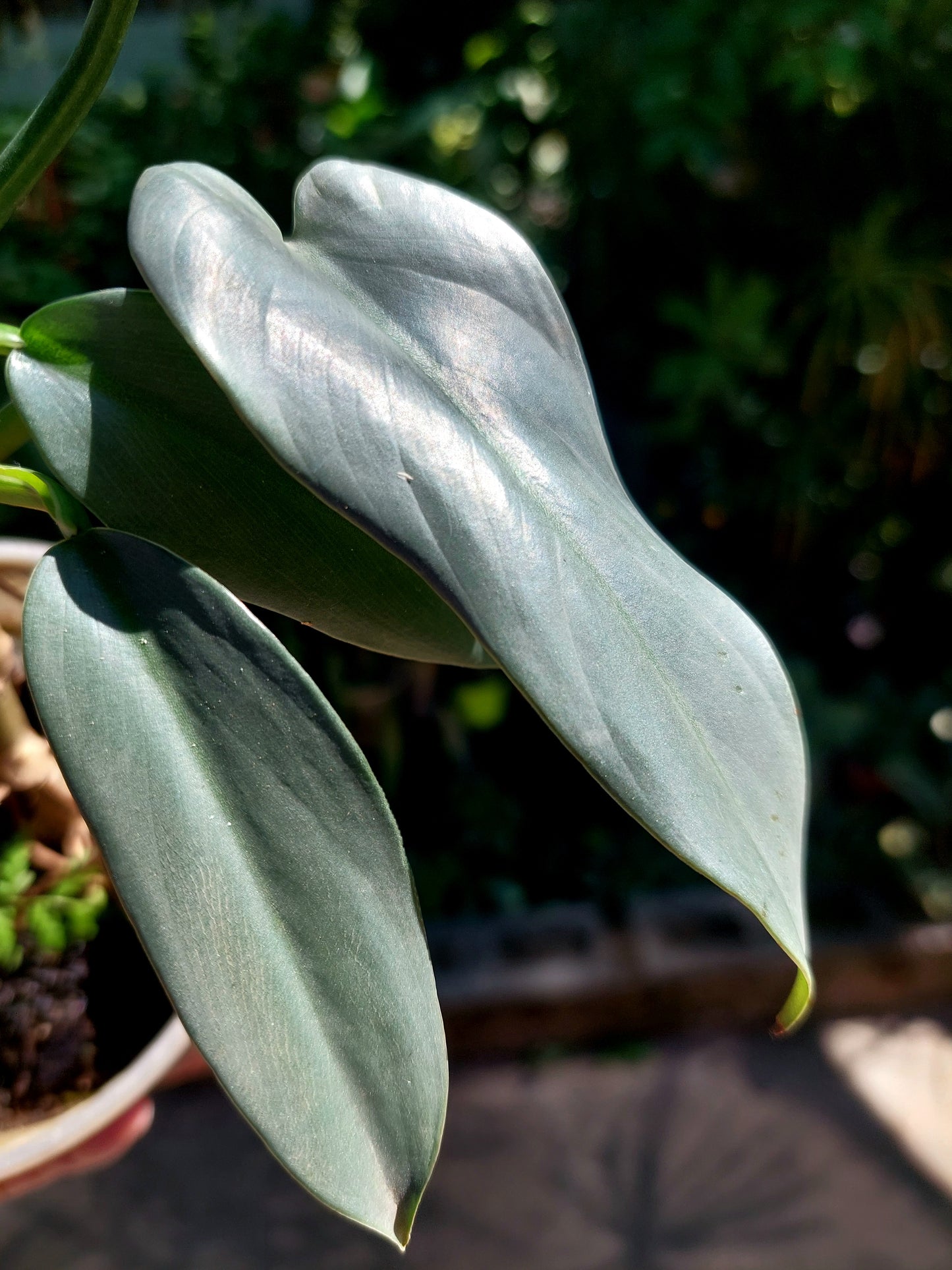 Philodendron Hastatum Silver Sword (EXACT PLANT)