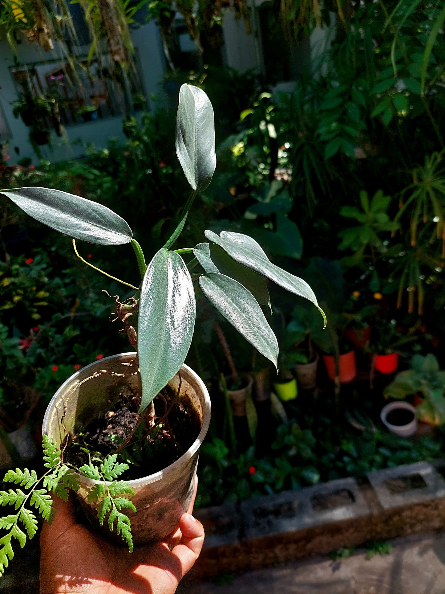 Philodendron Hastatum Silver Sword (EXACT PLANT)