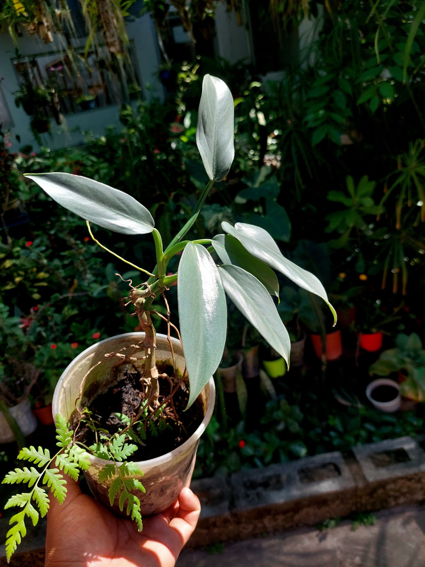 Philodendron Hastatum Silver Sword (EXACT PLANT)