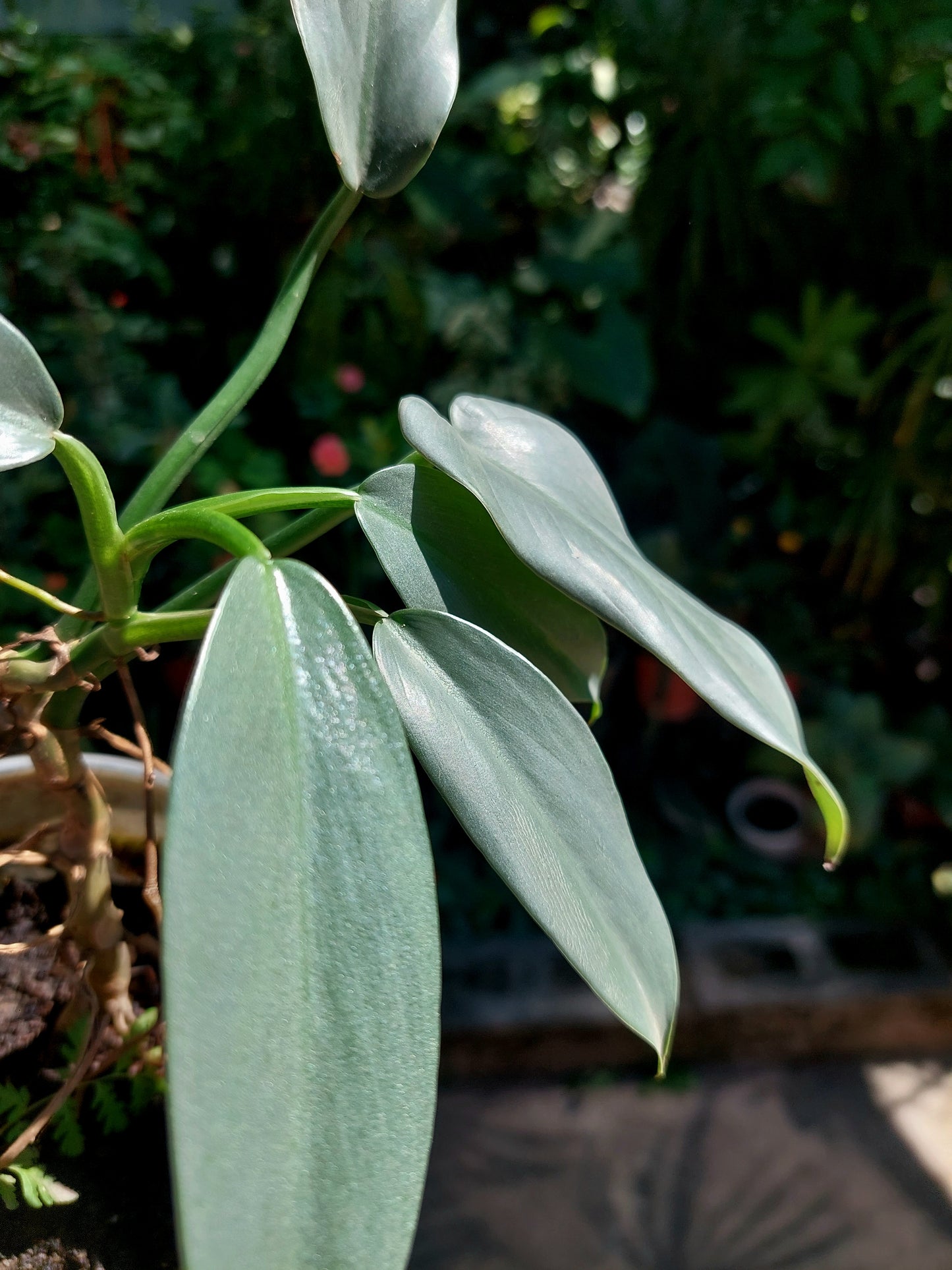 Philodendron Hastatum Silver Sword (EXACT PLANT)