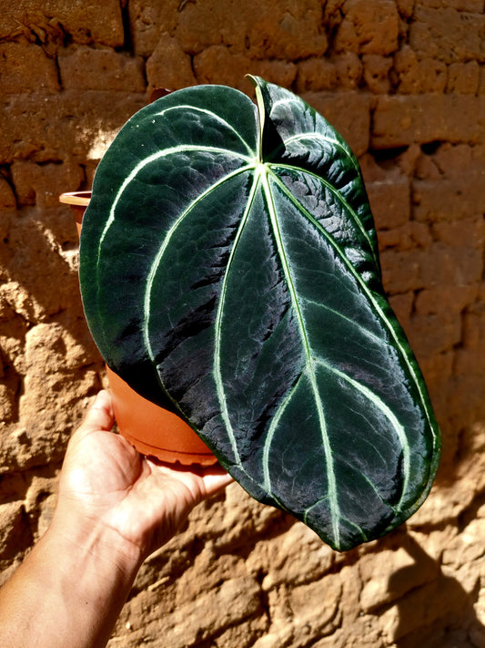 Anthurium Carlablackiae BIG PLANT Special Phenotype Pure Specie (EXACT PLANT)