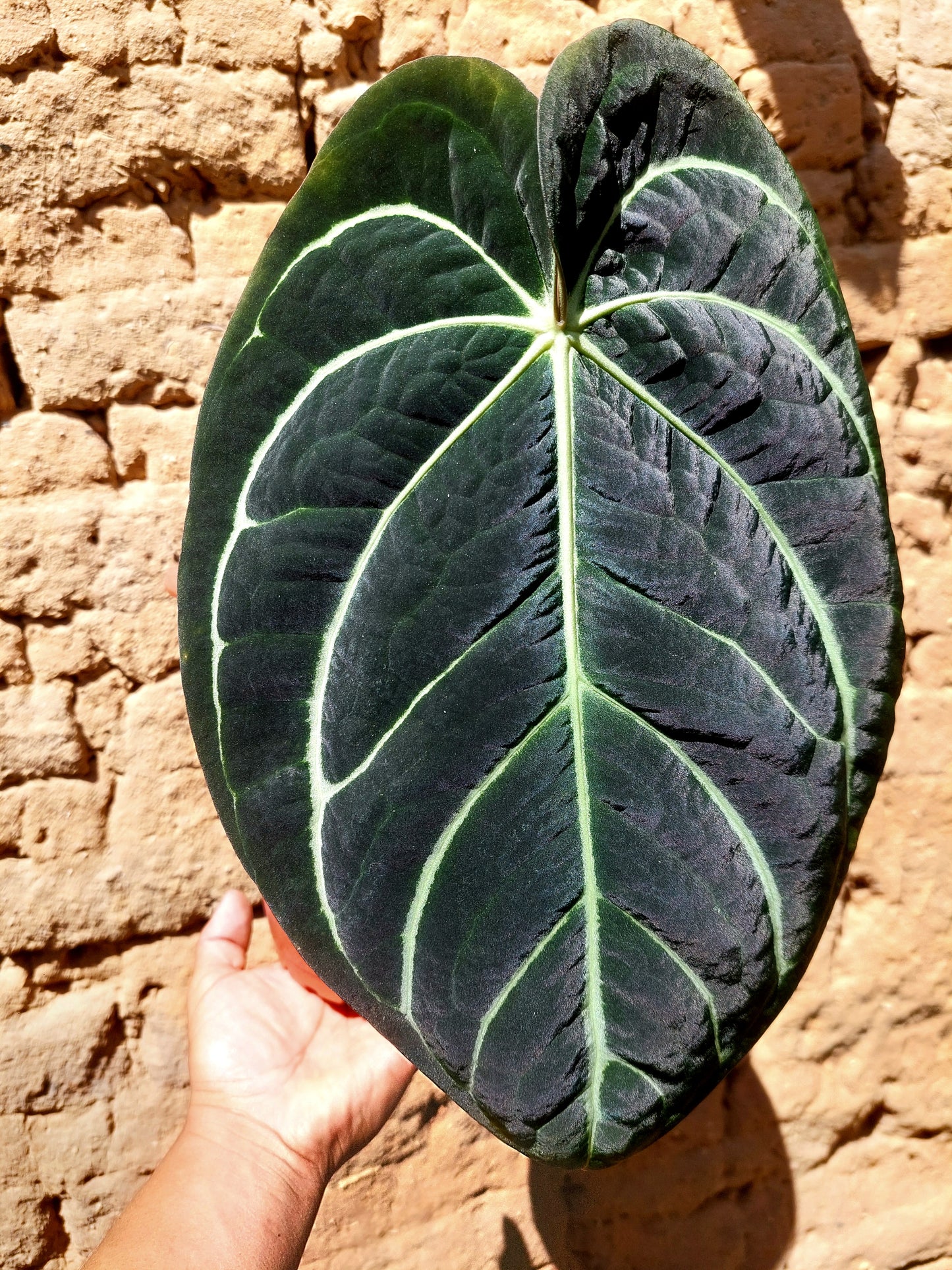 Anthurium Carlablackiae BIG PLANT! Wild Ecotype Pure Specie (EXACT PLANT)