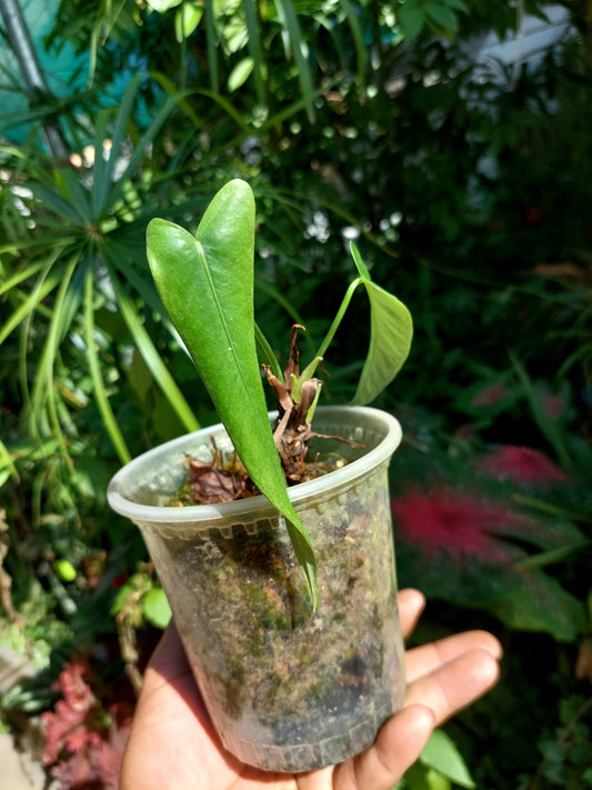 Anthurium Josei Narrow Form (EXACT PLANT)