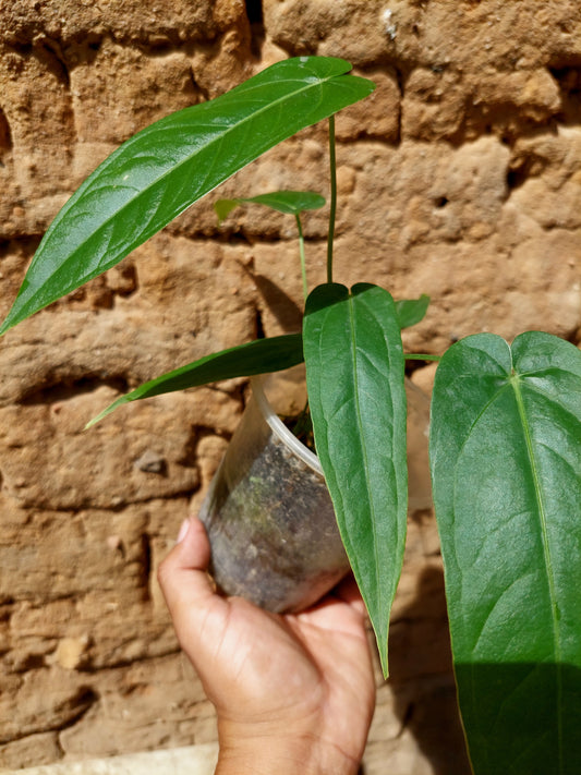 Anthurium sp. "Tununtunumba" (EXACT PLANT)