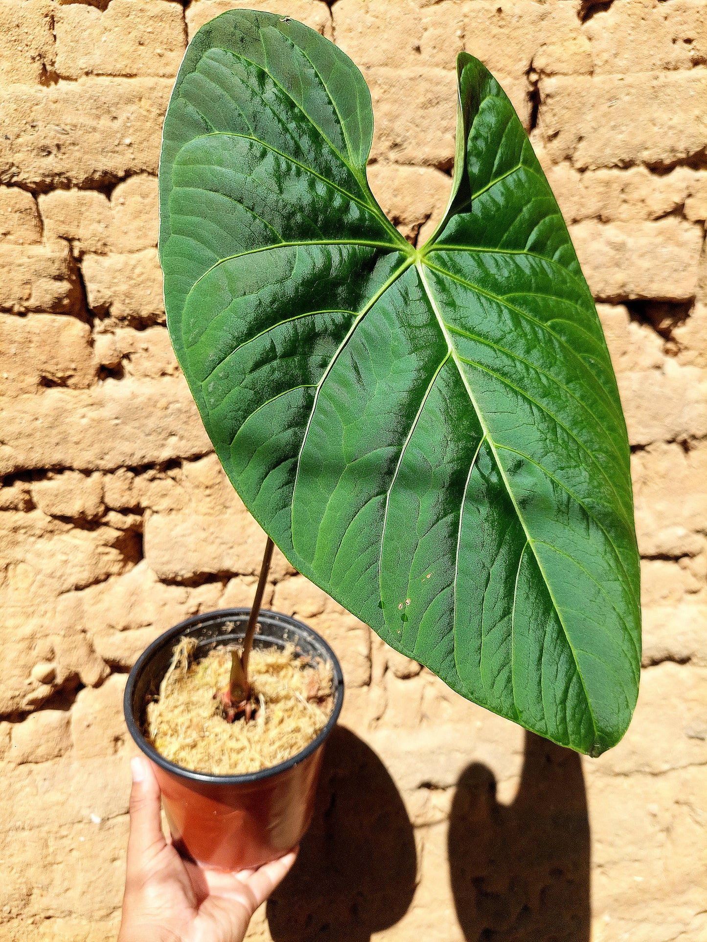 Anthurium sp. 'Huanuquense Velvet' (EXACT PLANT)