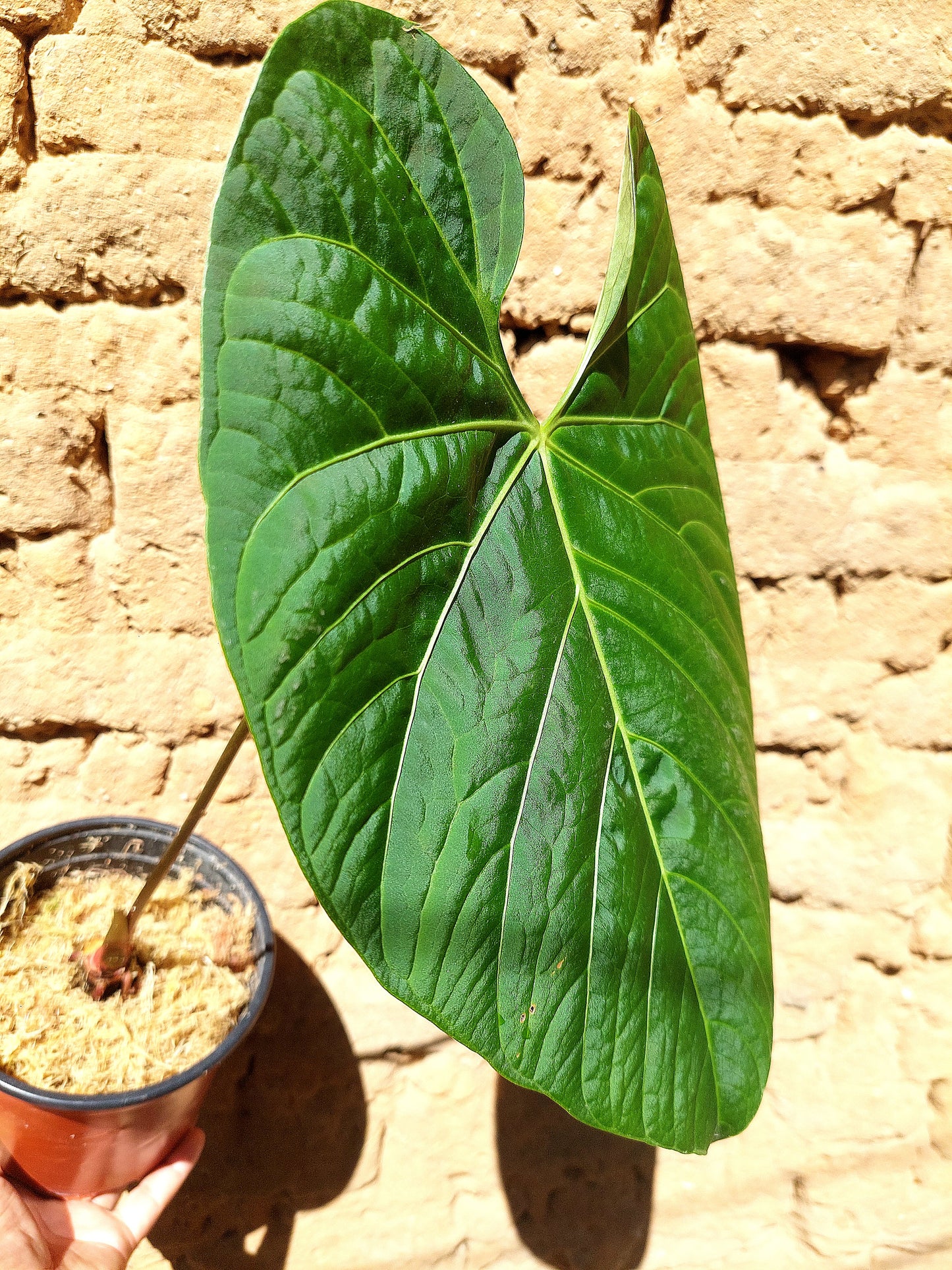 Anthurium sp. 'Huanuquense Velvet' (EXACT PLANT)