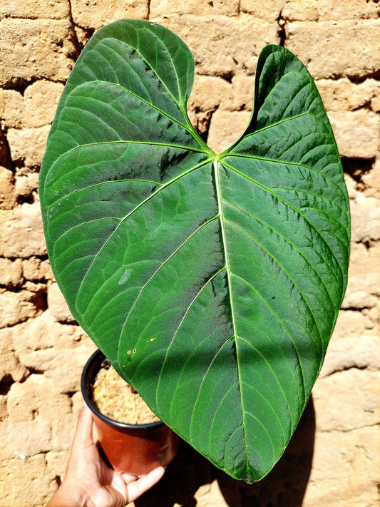 Anthurium sp. 'Huanuquense Velvet' (EXACT PLANT)