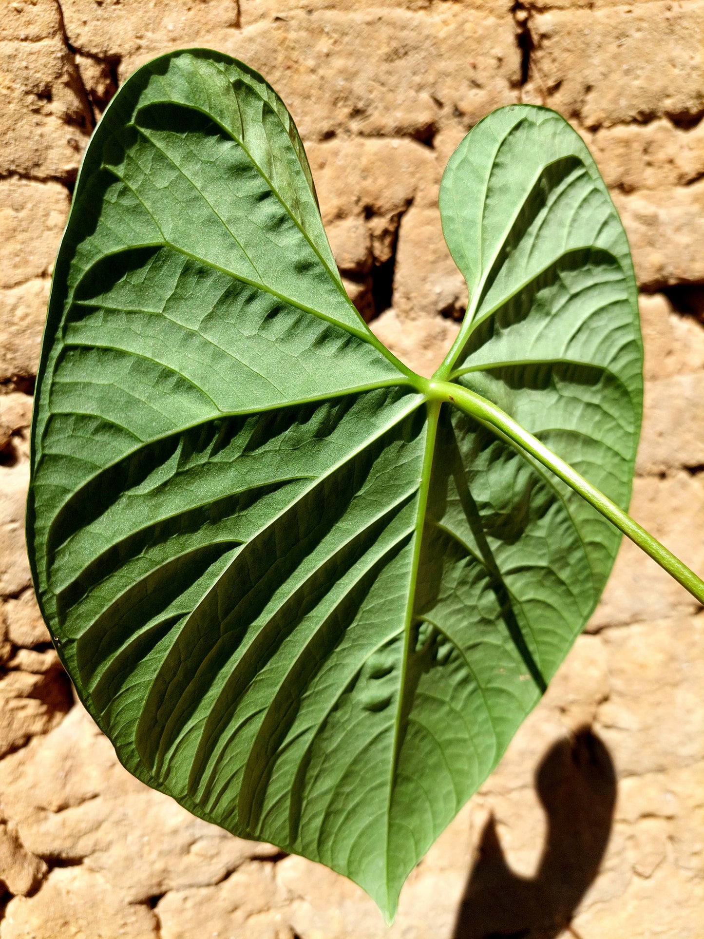 Anthurium sp. 'Huanuquense Velvet' (EXACT PLANT)