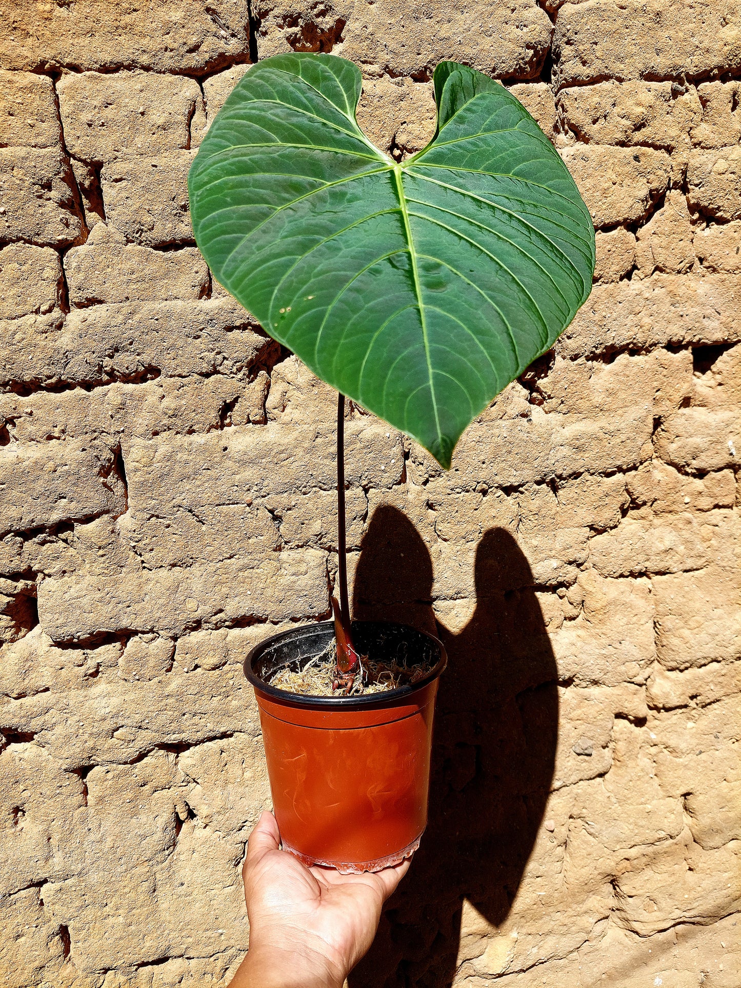 Anthurium sp. 'Huanuquense Velvet' (EXACT PLANT)