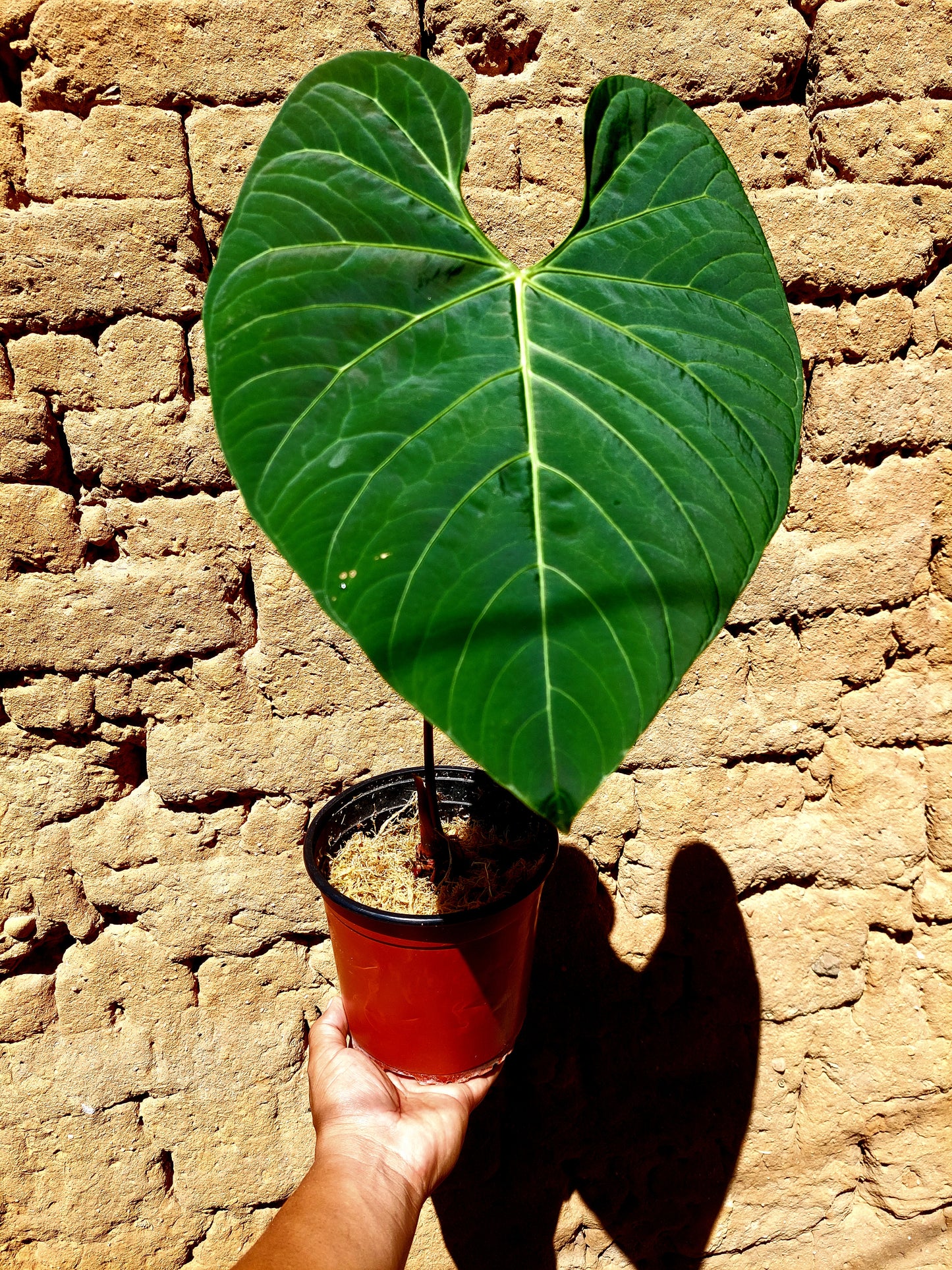 Anthurium sp. 'Huanuquense Velvet' (EXACT PLANT)