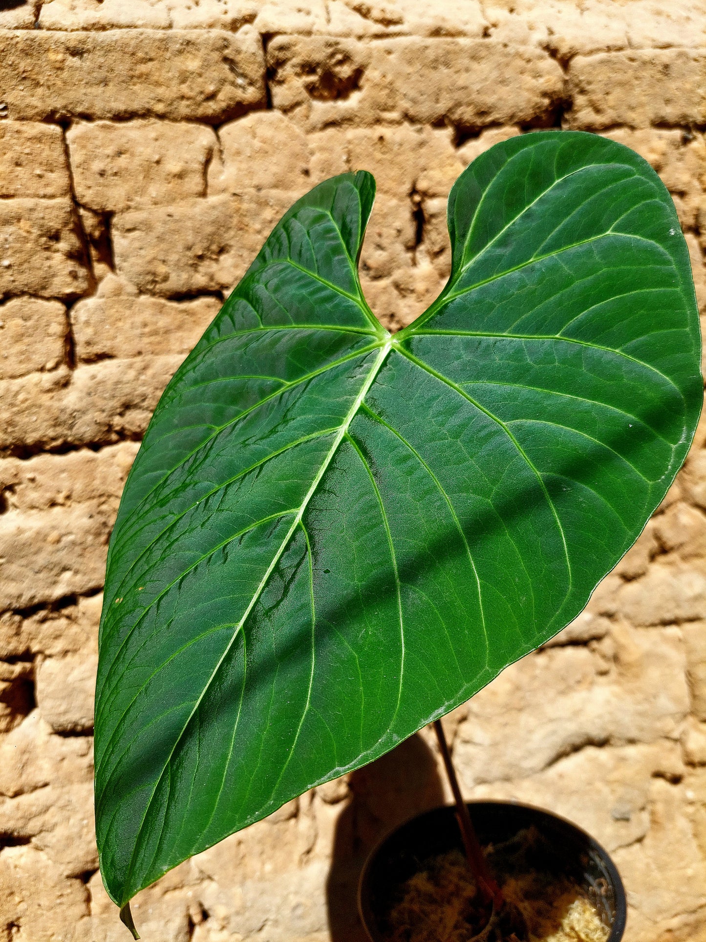 Anthurium sp. 'Huanuquense Velvet' (EXACT PLANT)