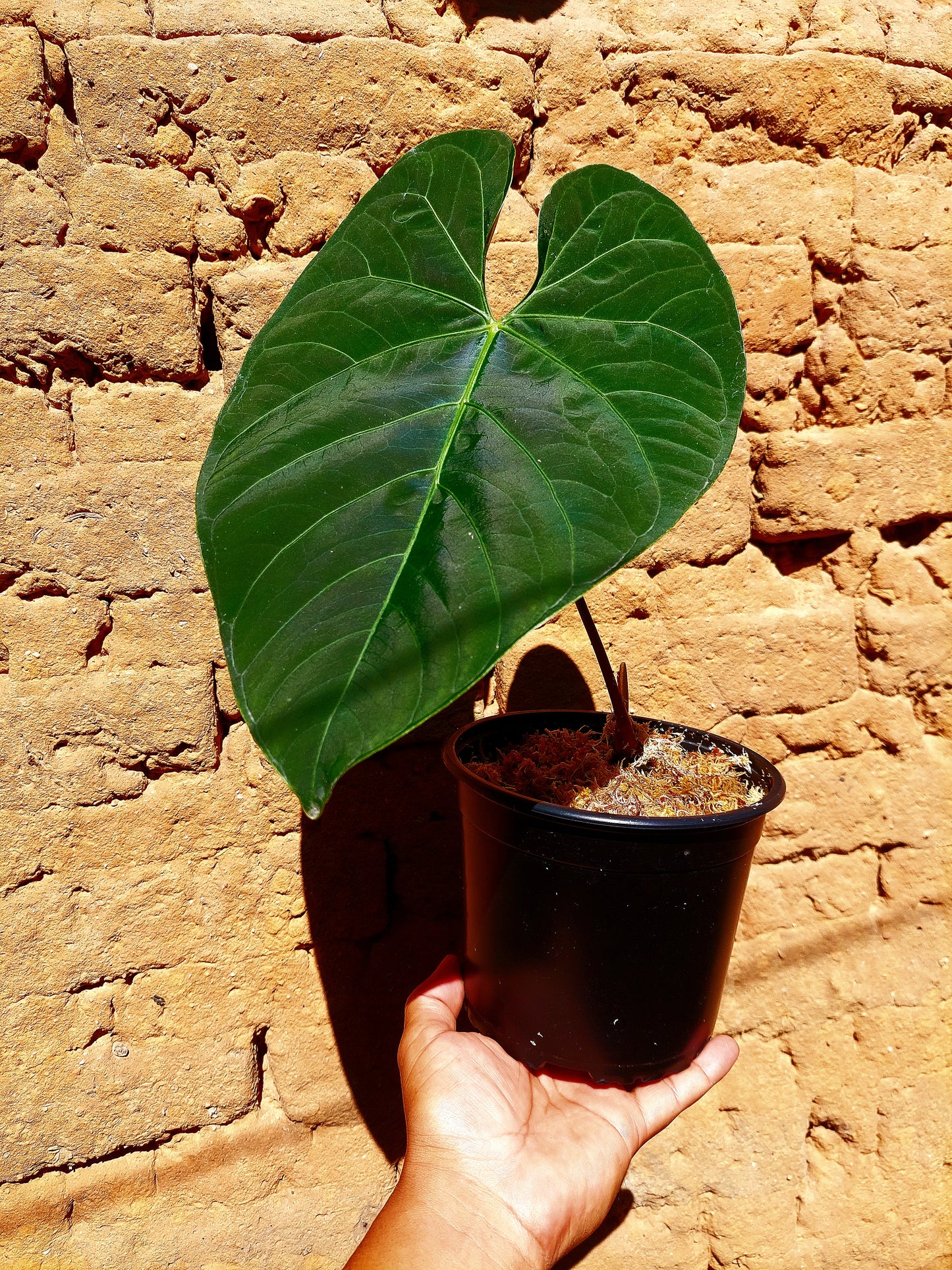 Anthurium sp. 'HuanuQuense Velvet' Wild Ecotype Small Size (EXACT PLANT)