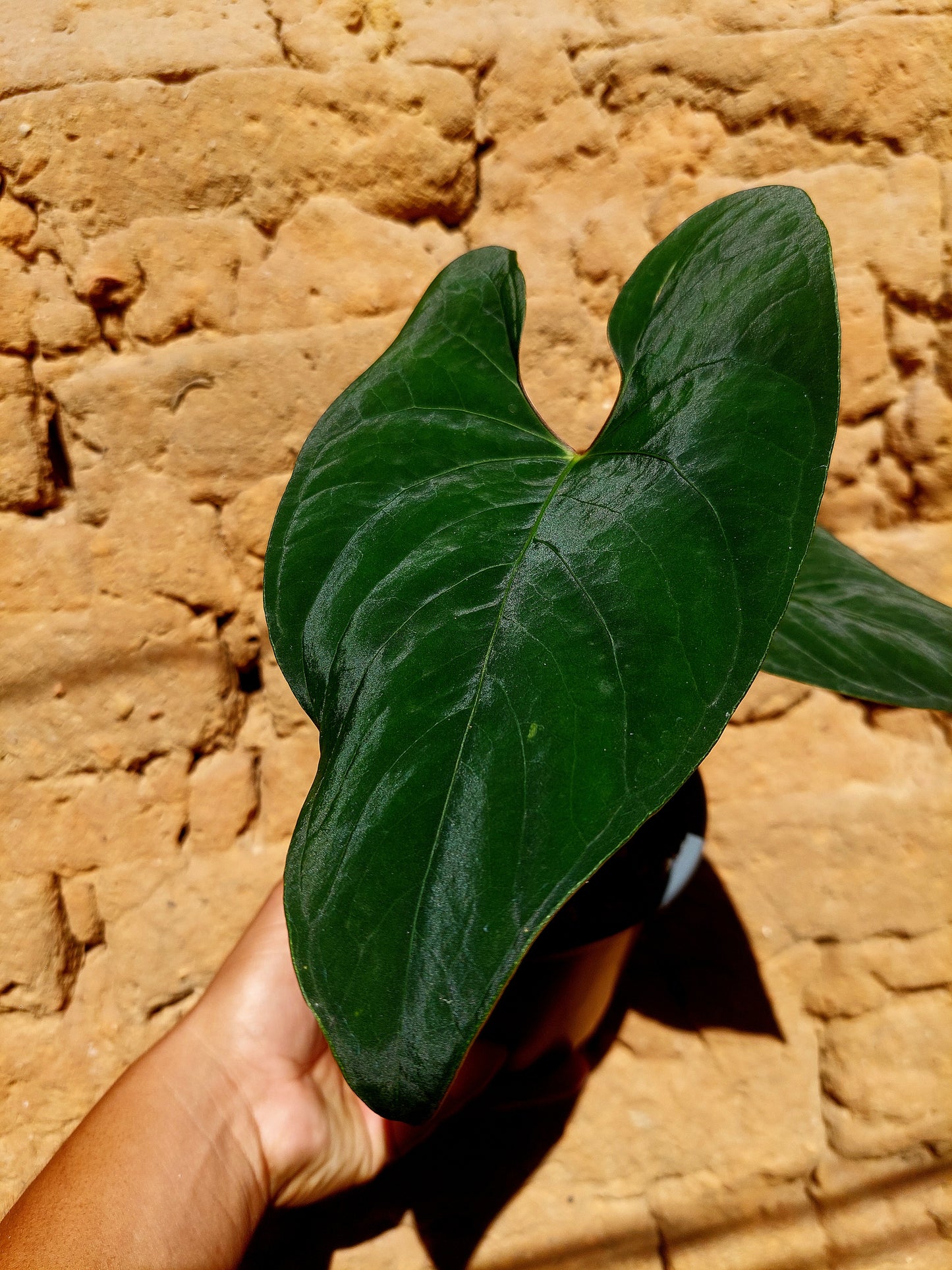 Anthurium sp. 'Huanuco Dark Velvet' with 2 Leaves (EXACT PLANT)