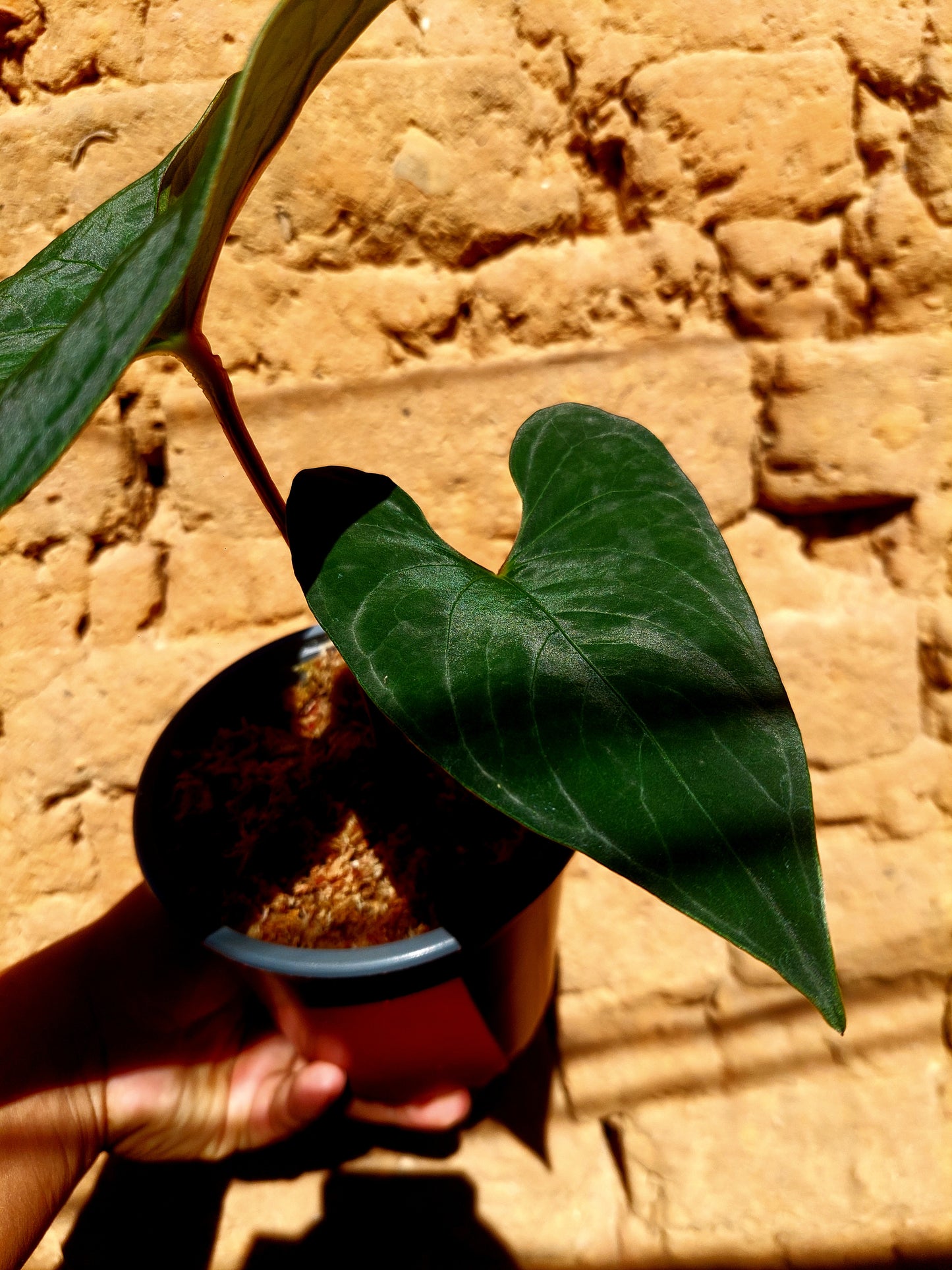 Anthurium sp. 'Huanuco Dark Velvet' with 2 Leaves (EXACT PLANT)