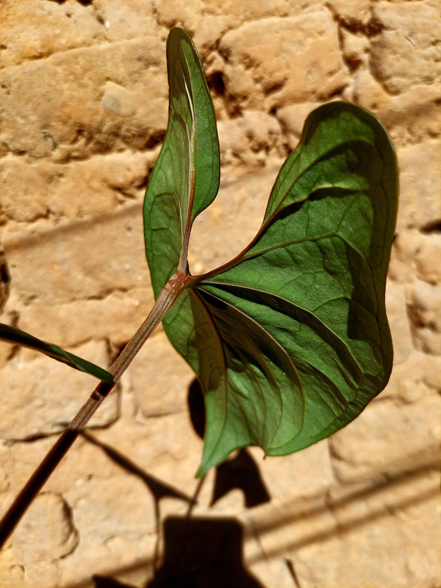 Anthurium sp. 'Huanuco Dark Velvet' with 2 Leaves (EXACT PLANT)