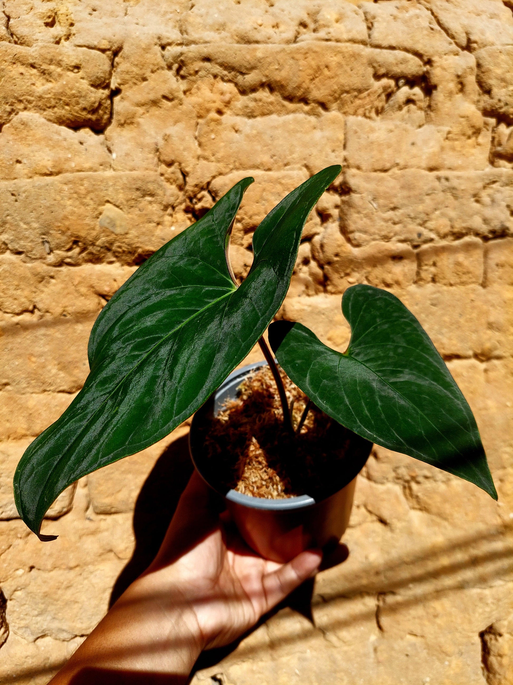 anthurium velvet leaves Anthurium sp. 'Huanuco Dark Velvet' with 2 Leaves (EXACT PLANT)