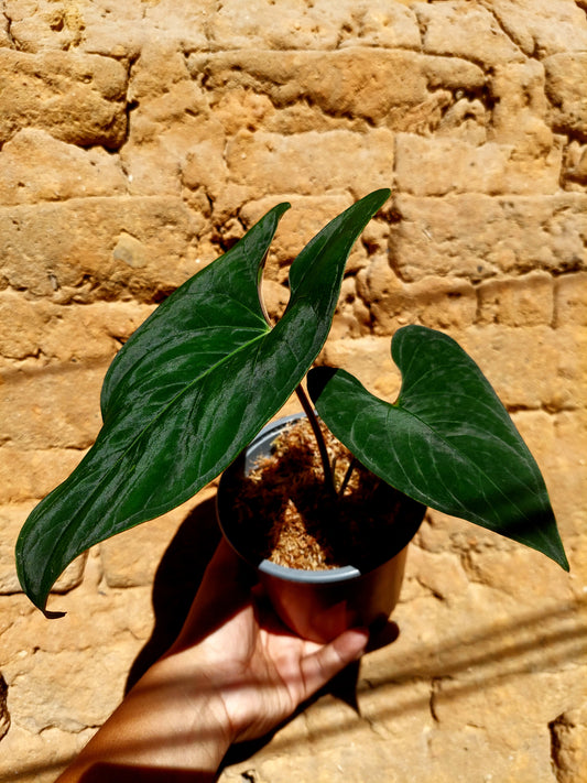 Anthurium sp. 'Huanuco Dark Velvet' with 2 Leaves