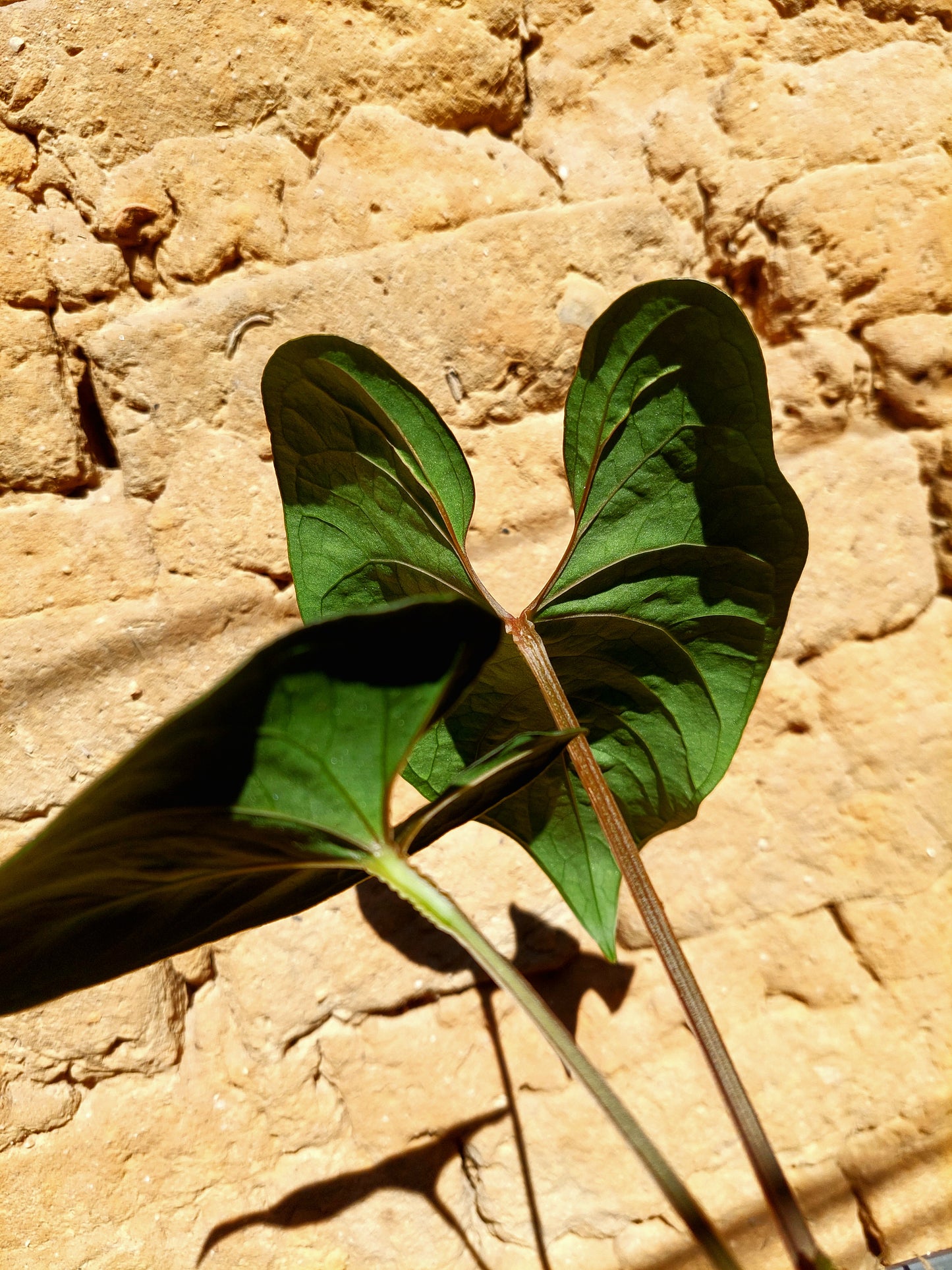 Anthurium sp. 'Huanuco Dark Velvet' with 2 Leaves (EXACT PLANT)