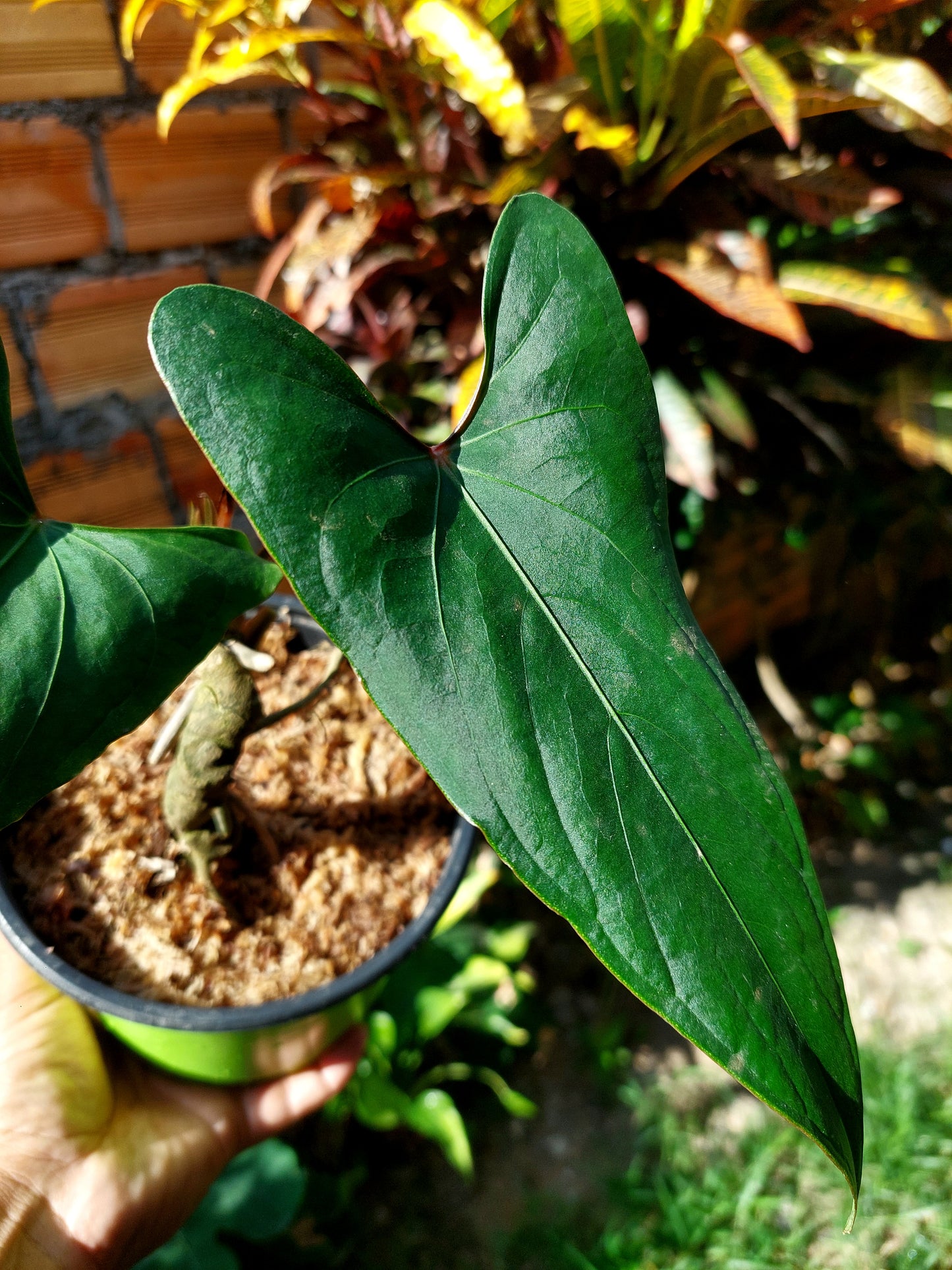 Anthurium sp. 'Huanuco Velvet' 2 Leaves (EXACT PLANT)