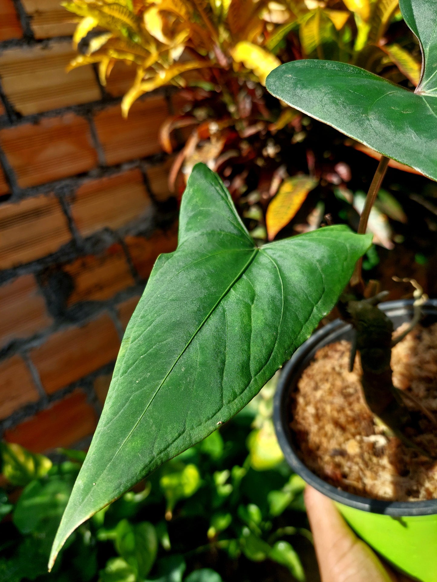 Anthurium sp. 'Huanuco Velvet' 2 Leaves (EXACT PLANT)