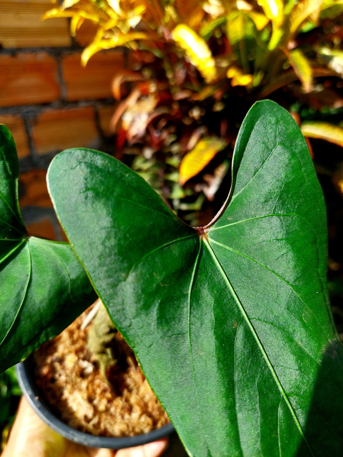 Anthurium sp. 'Huanuco Velvet' 2 Leaves (EXACT PLANT)