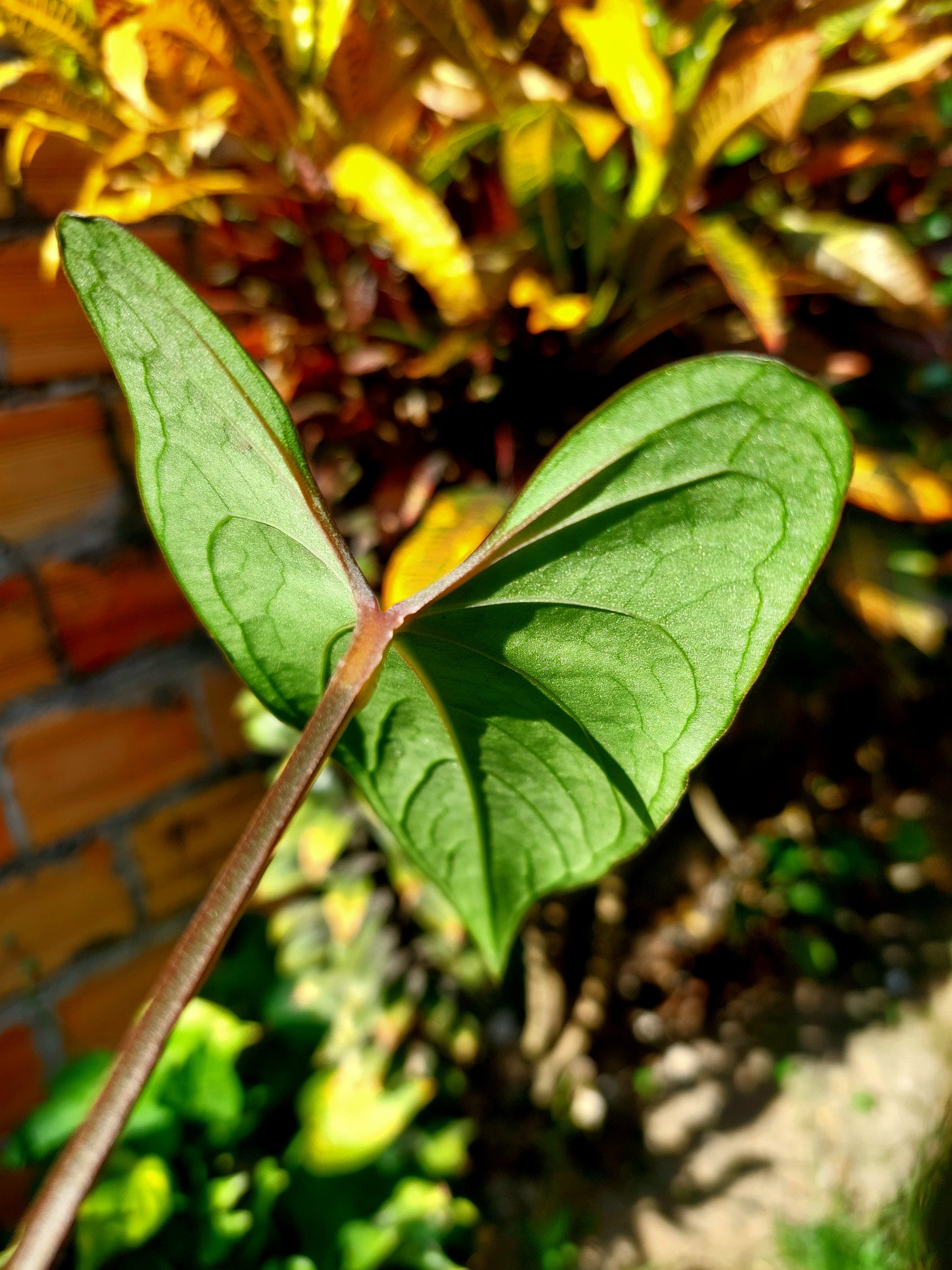 Anthurium sp. 'Huanuco Velvet' 2 Leaves (EXACT PLANT)