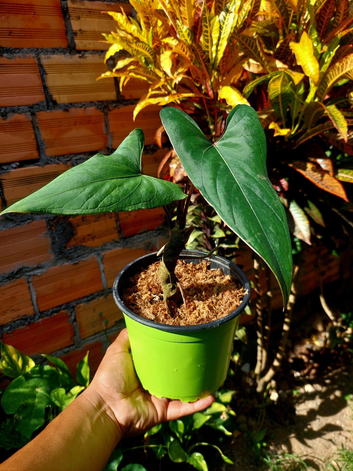 Anthurium sp. 'Huanuco Velvet' 2 Leaves (EXACT PLANT)