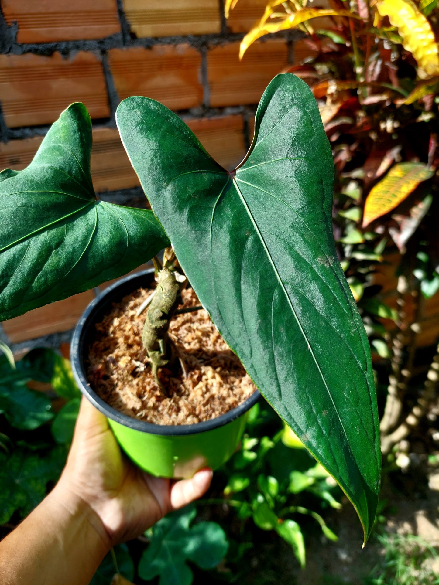 Anthurium sp. 'Huanuco Velvet' 2 Leaves (EXACT PLANT)