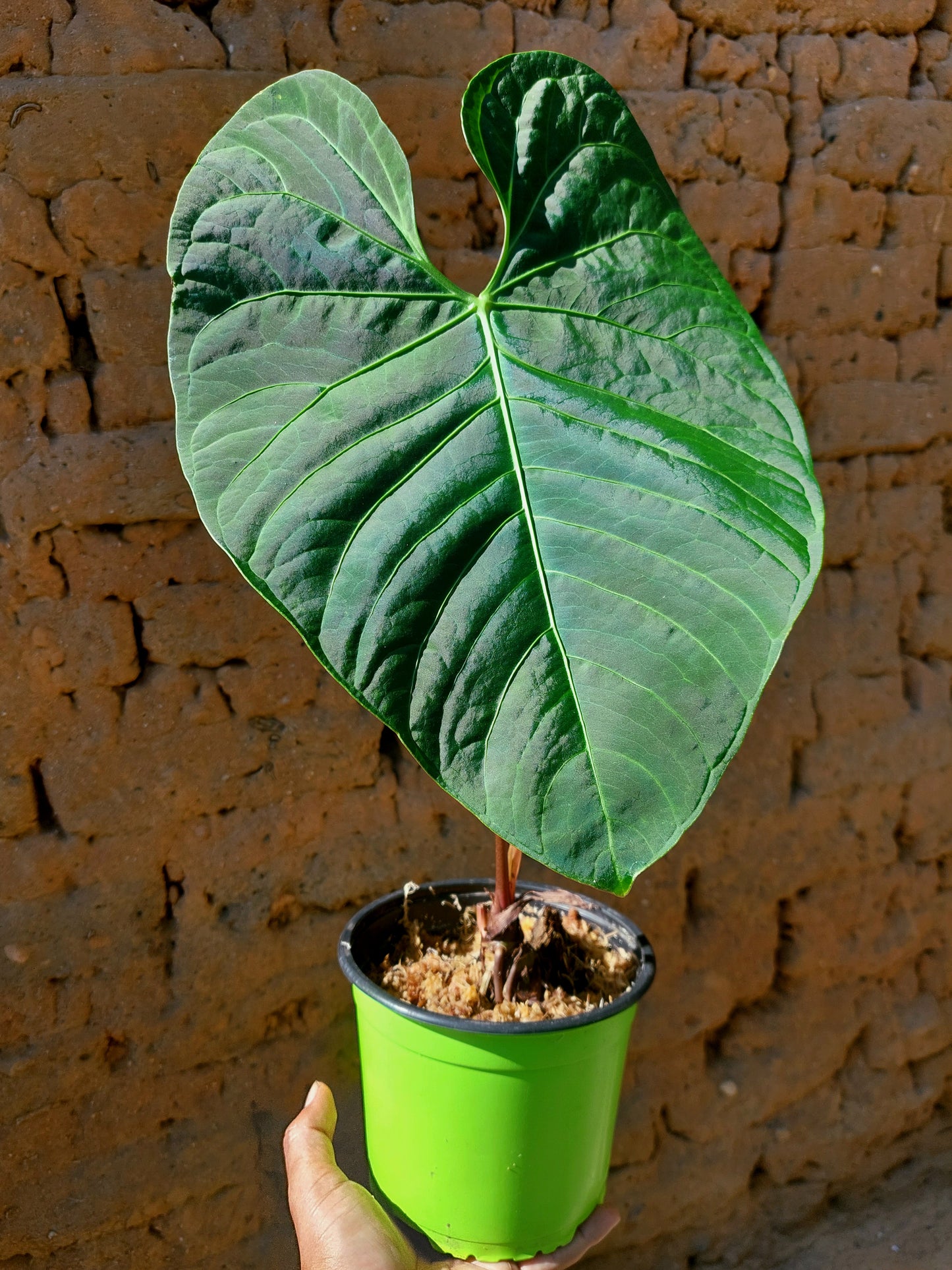 Anthurium sp. 'Huanuquense Velvet' Ecotype B (EXACT PLANT)