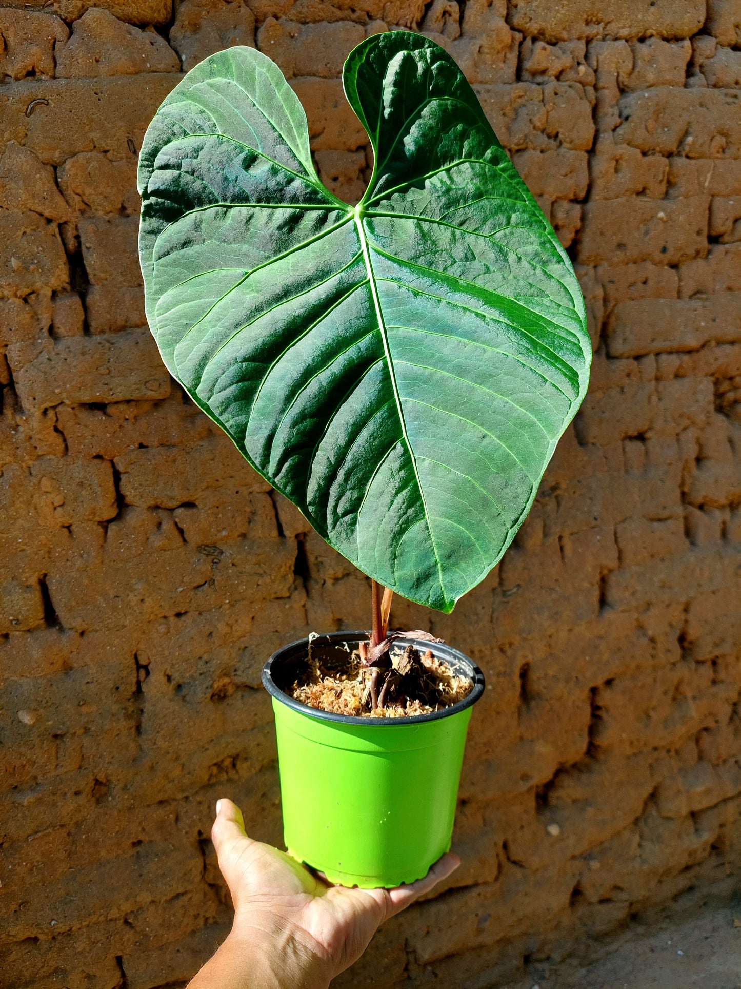 Anthurium sp. 'Huanuquense Velvet' Ecotype B (EXACT PLANT)