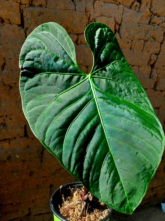 Anthurium sp. 'Huanuquense Velvet' Ecotype B (EXACT PLANT)