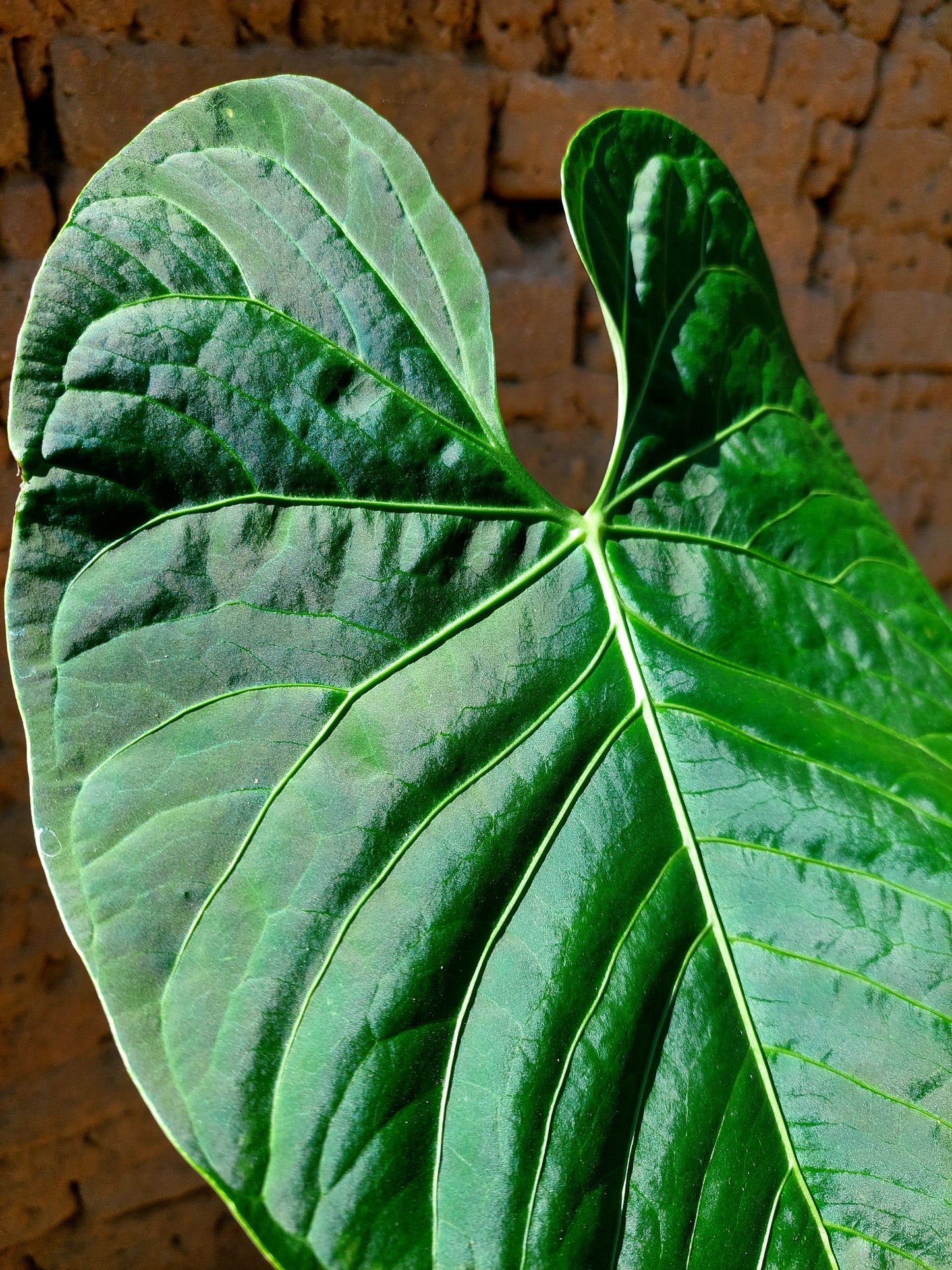 Anthurium sp. 'Huanuquense Velvet' Ecotype B (EXACT PLANT)