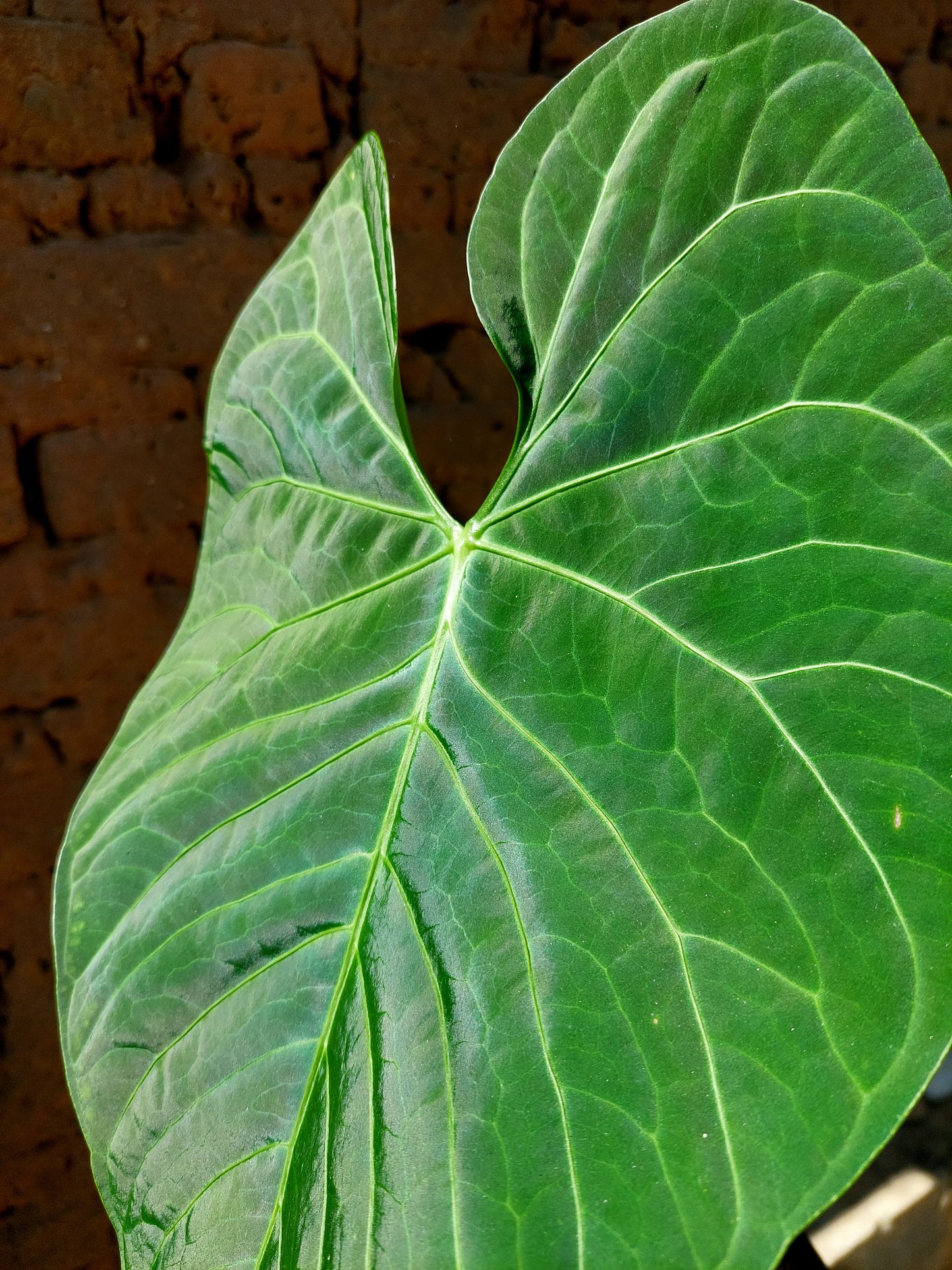 Anthurium sp. 'Huanuquense Velvet' Ecotype B (EXACT PLANT)