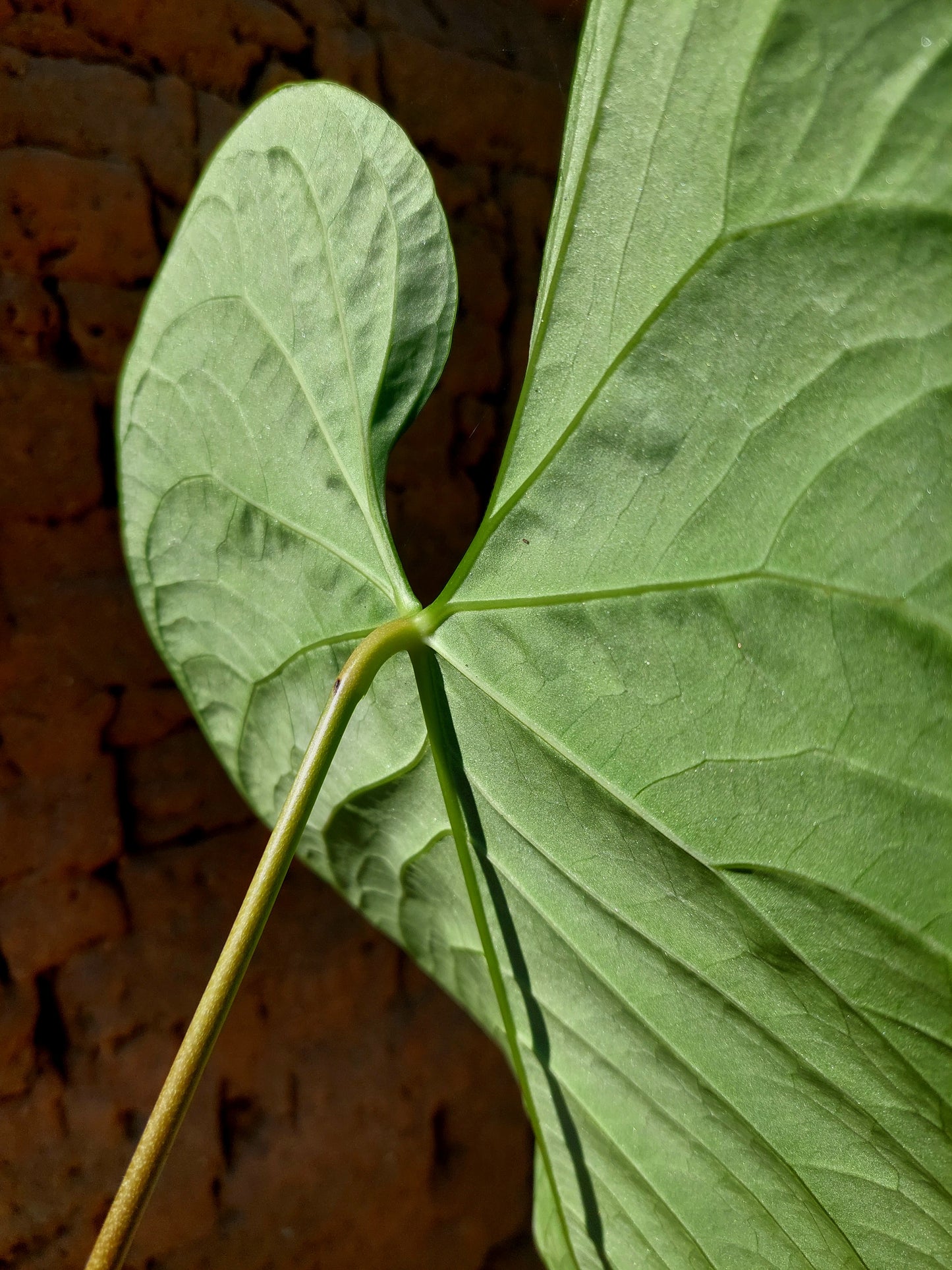 Anthurium sp. 'Huanuquense Velvet' Ecotype B (EXACT PLANT)