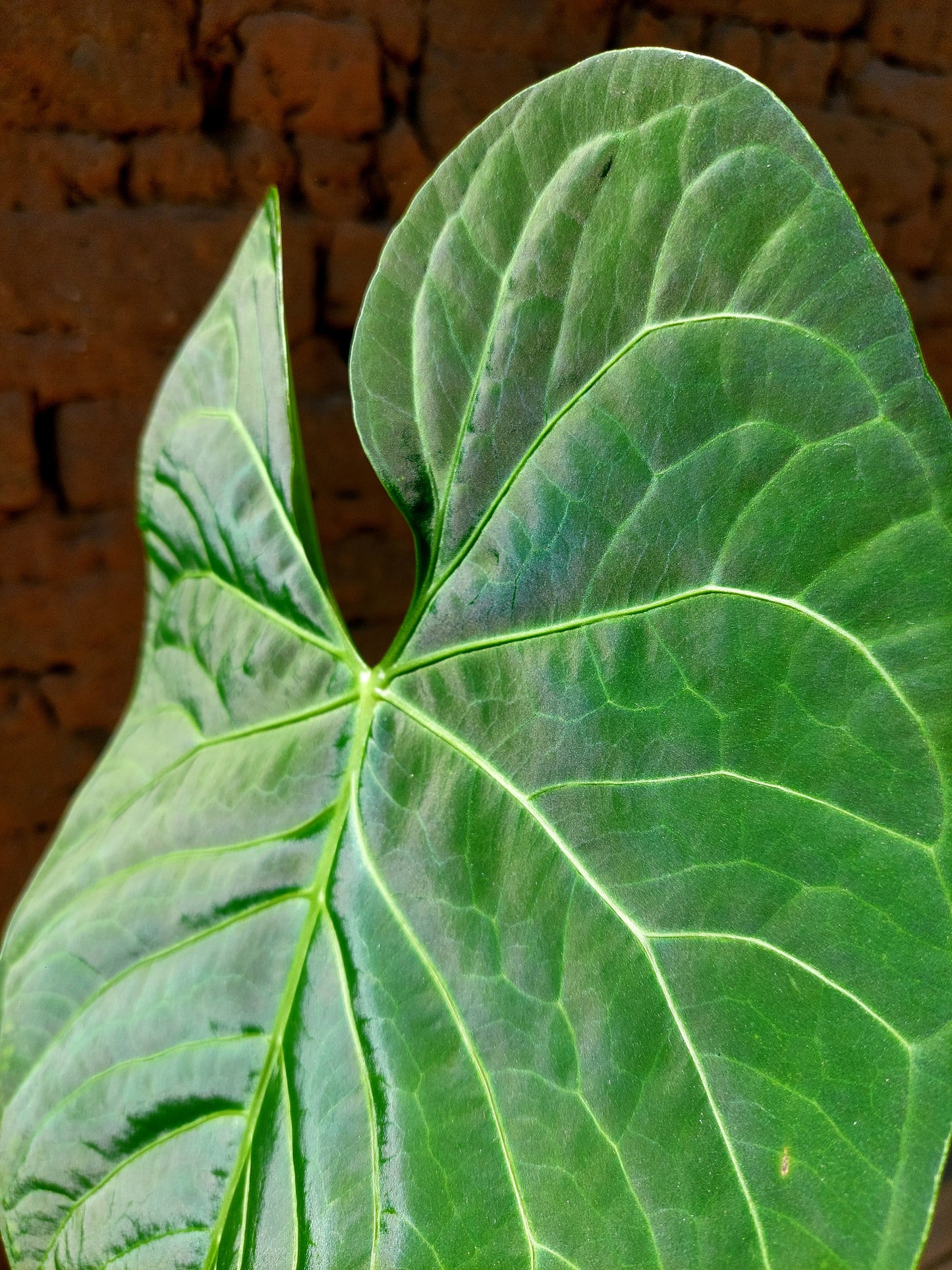 Anthurium sp. 'Huanuquense Velvet' Ecotype B (EXACT PLANT)