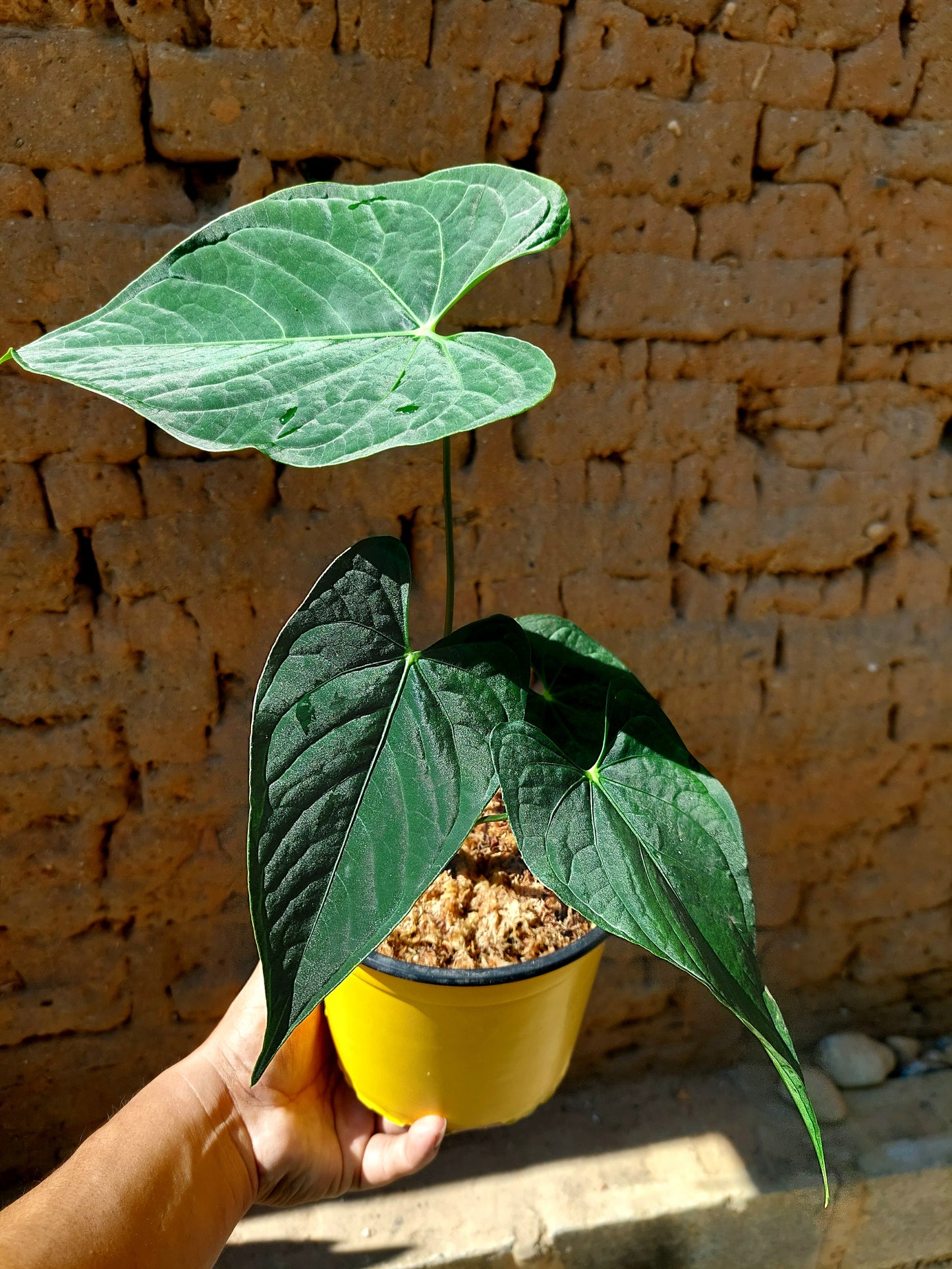 Anthurium sp. "Tarapoto Dark Velvet" (EXACT PLANT)