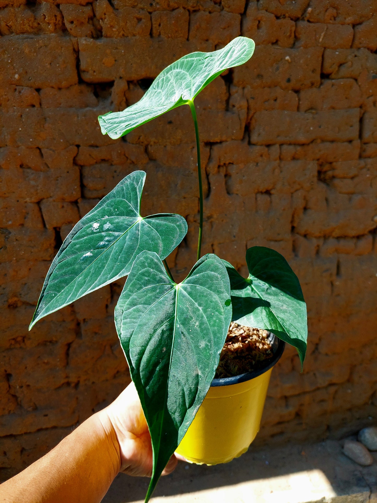 Anthurium sp. "Tarapoto Dark Velvet" (EXACT PLANT)