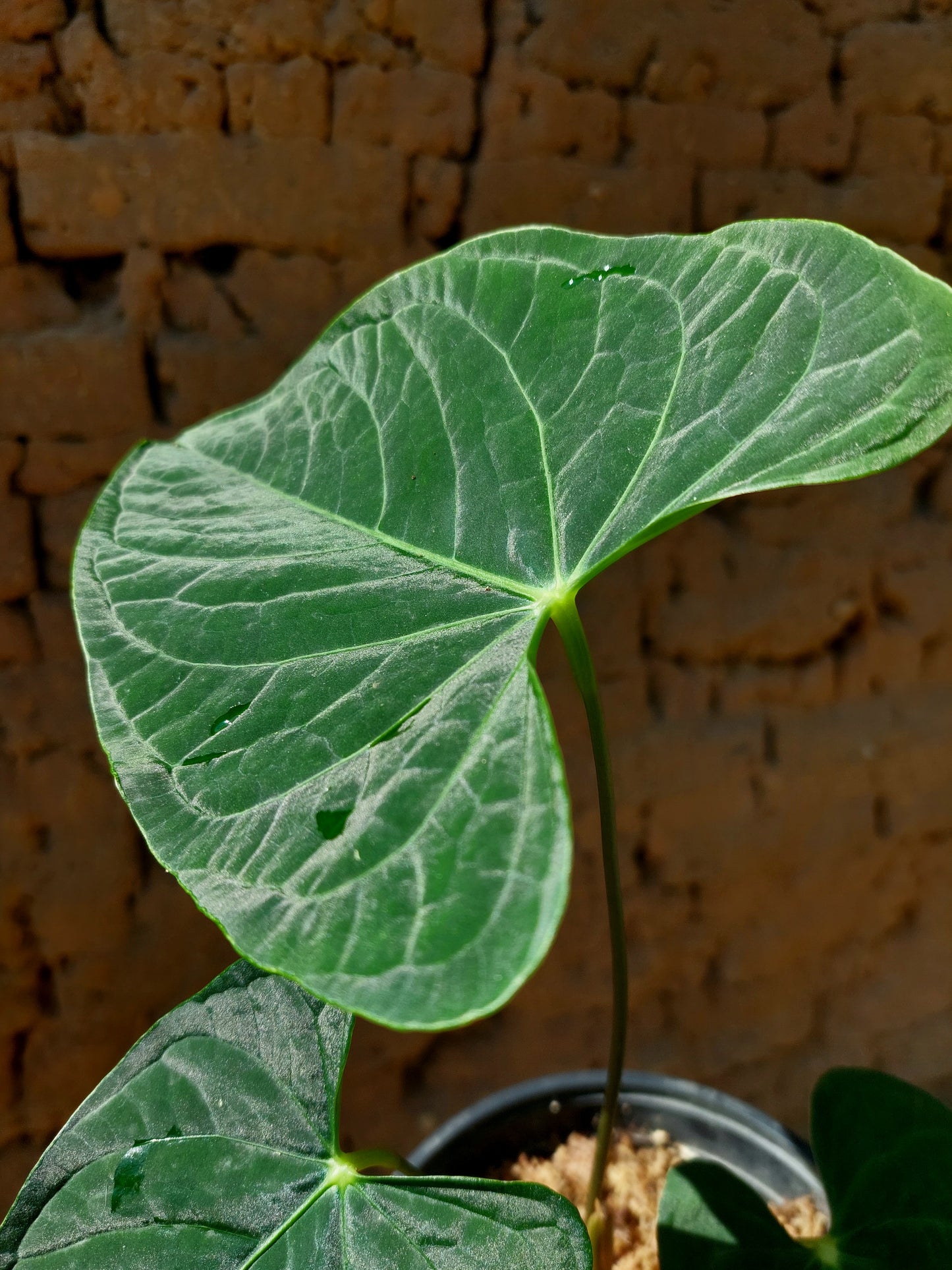 Anthurium sp. "Tarapoto Dark Velvet" (EXACT PLANT)