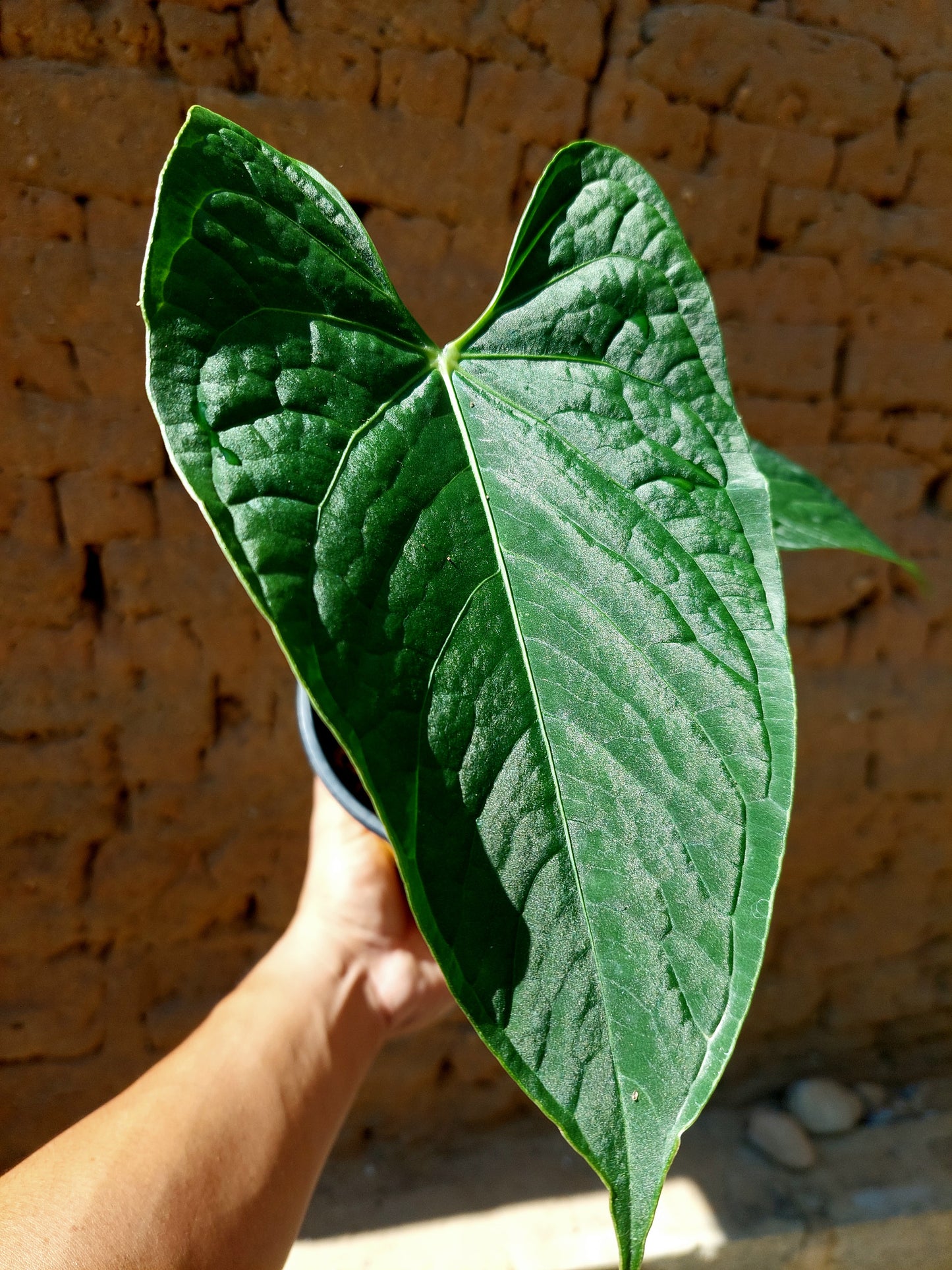 Anthurium sp. "Tarapoto Dark Velvet" (EXACT PLANT)