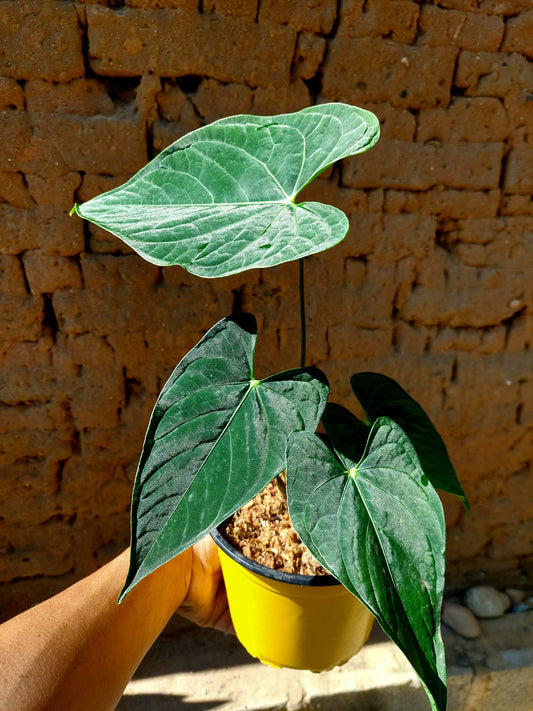 Anthurium sp. "Tarapoto Dark Velvet" (EXACT PLANT)