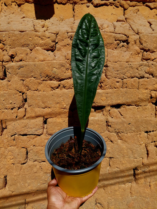 Anthurium Superbum subsp. Brentberlinii Croat (EXACT PLANT)