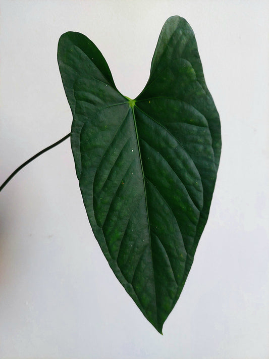 Anthurium sp. 'Peru Dark' (EXACT PLANT) A0189