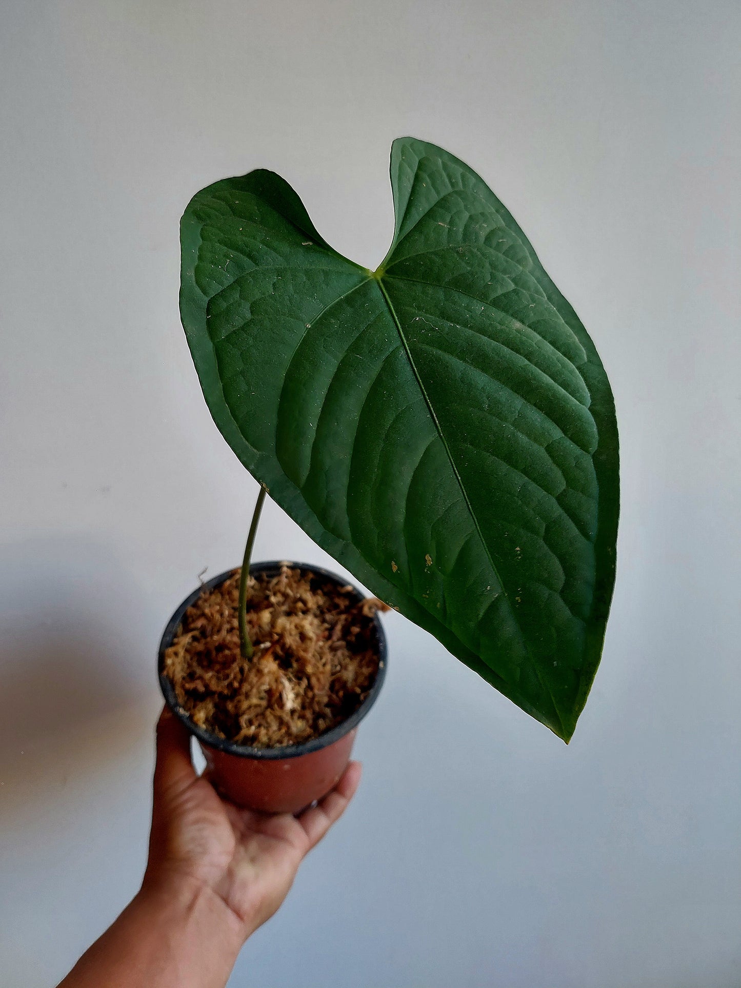 Anthurium sp. 'Peru Dark' (EXACT PLANT) A0190