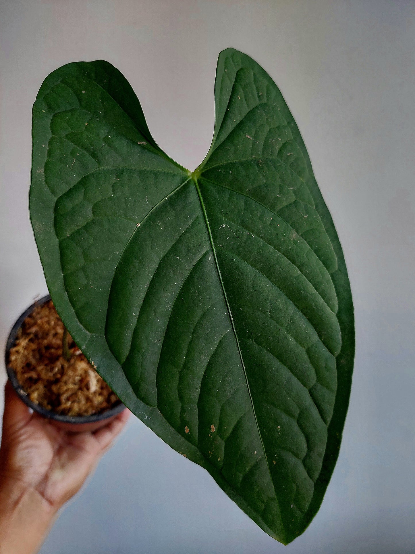 Anthurium sp. 'Peru Dark' (EXACT PLANT) A0190