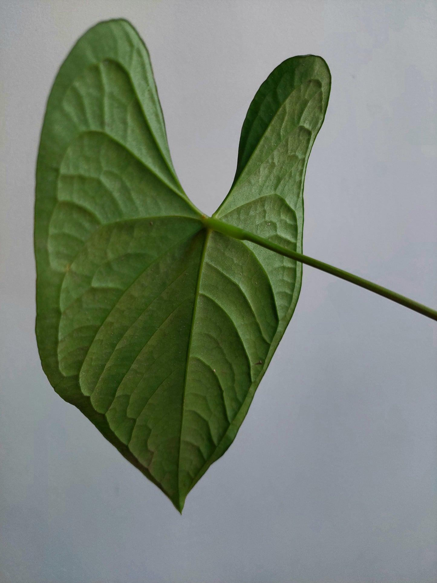 Anthurium sp. 'Peru Dark' (EXACT PLANT) A0190